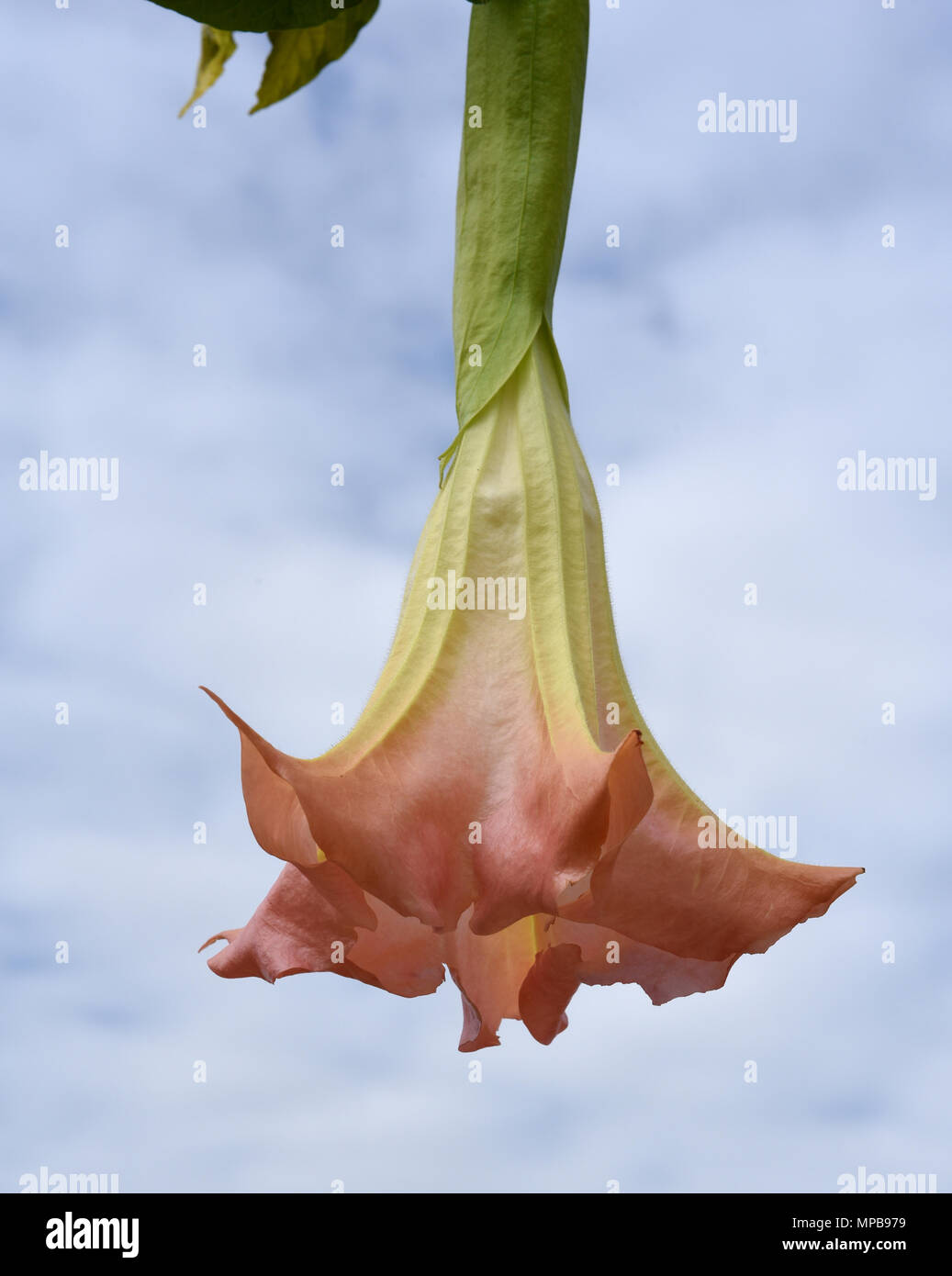 Engelstrompete; Brugmansia, suaveolens; Baumengelstrompete; Blueten Stock Photo