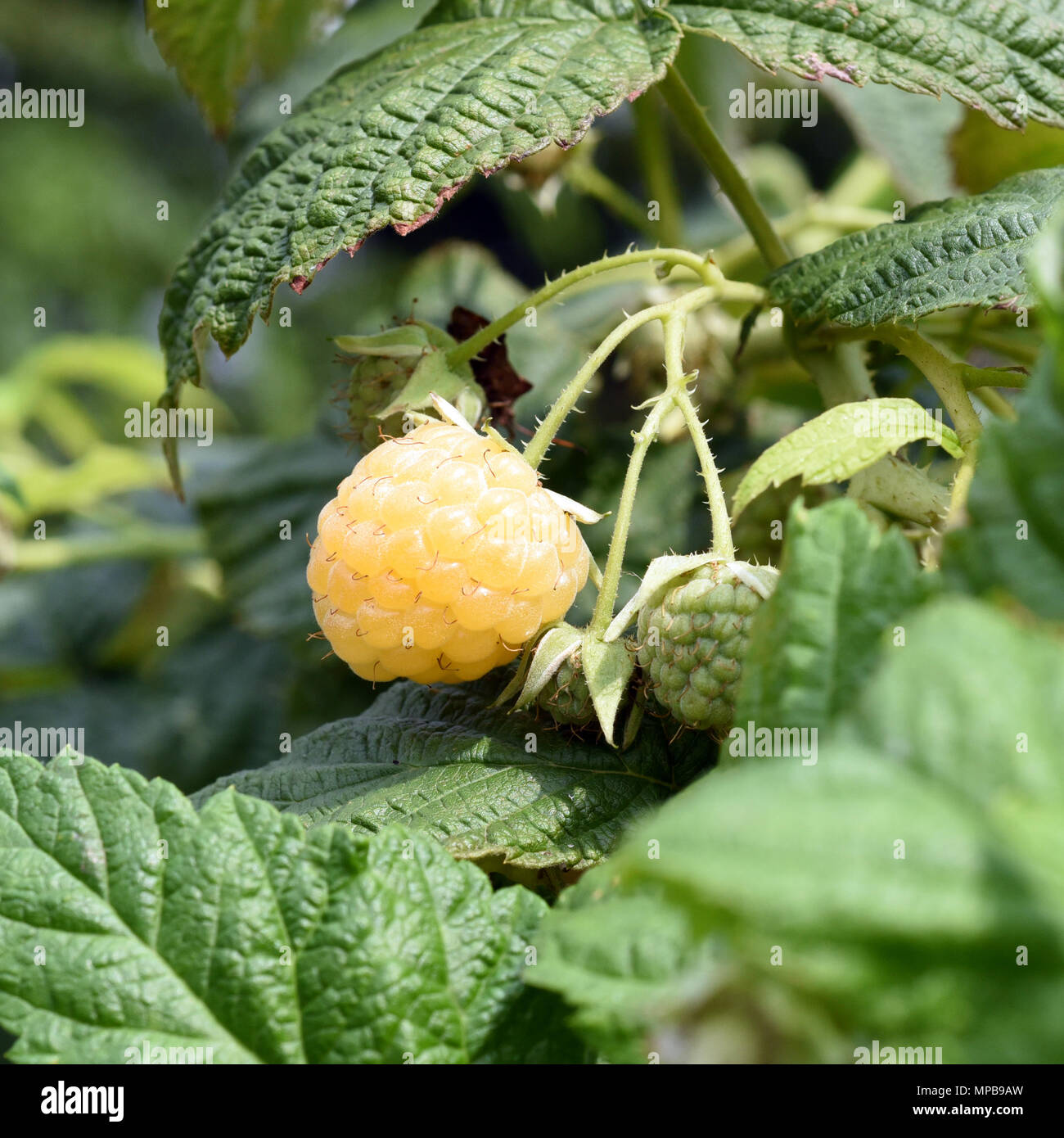Himbeere, Gelbe, Elida, Golden Evereste, Rubus, idaeus Stock Photo