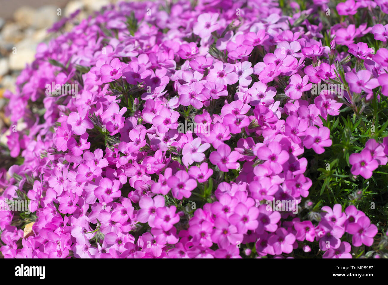 Phlox douglasii Eva pink flowers Stock Photo