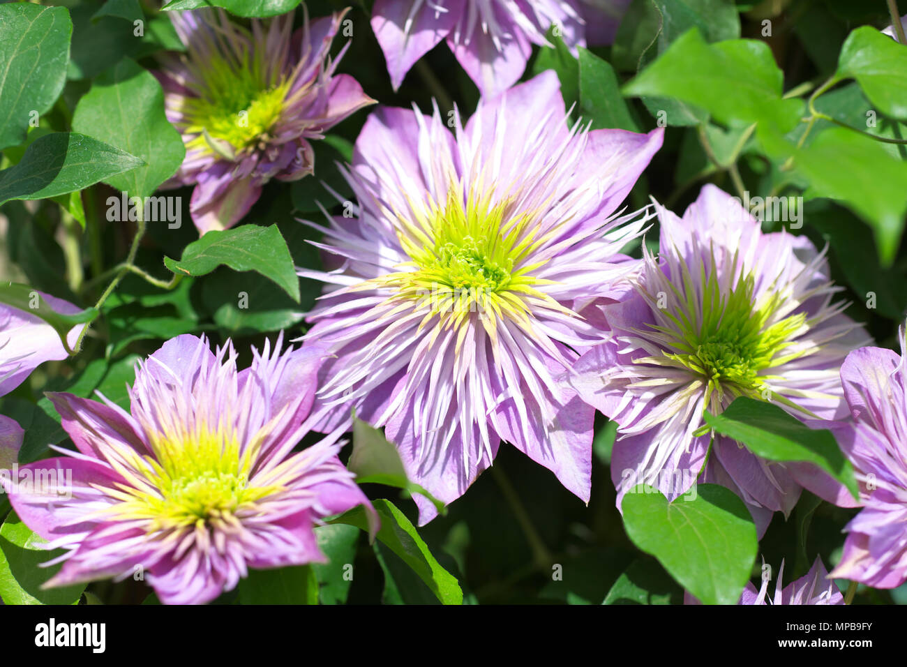 Clematis Crystal Fountain with violet flowers Stock Photo