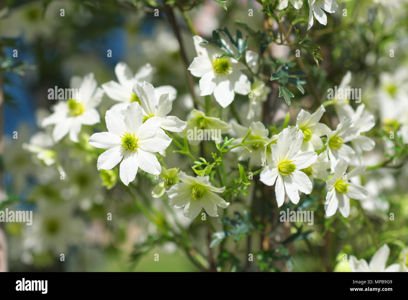 Clematis Early Sensation white flowers Stock Photo Alamy