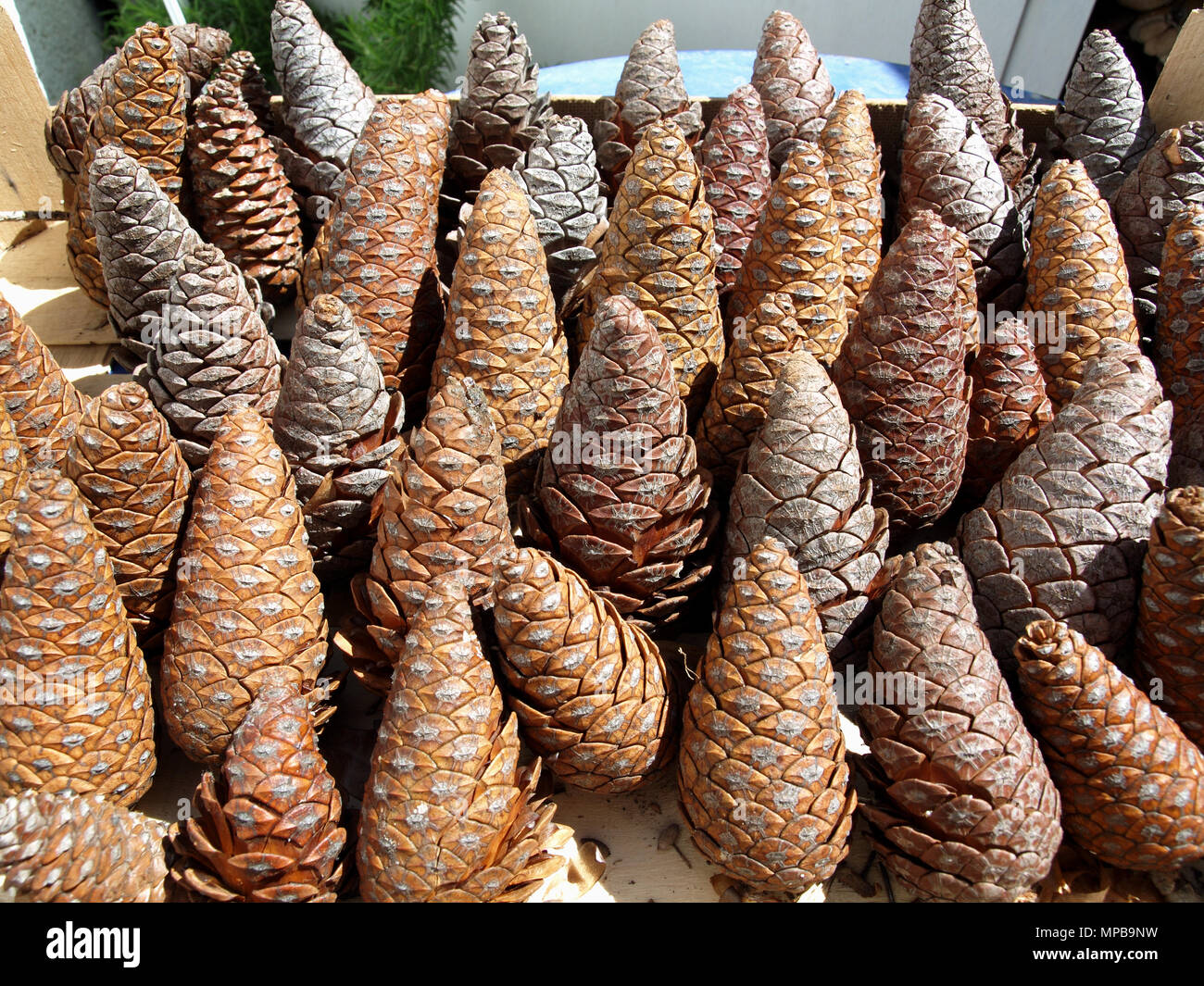 Tray of pine cones Stock Photo