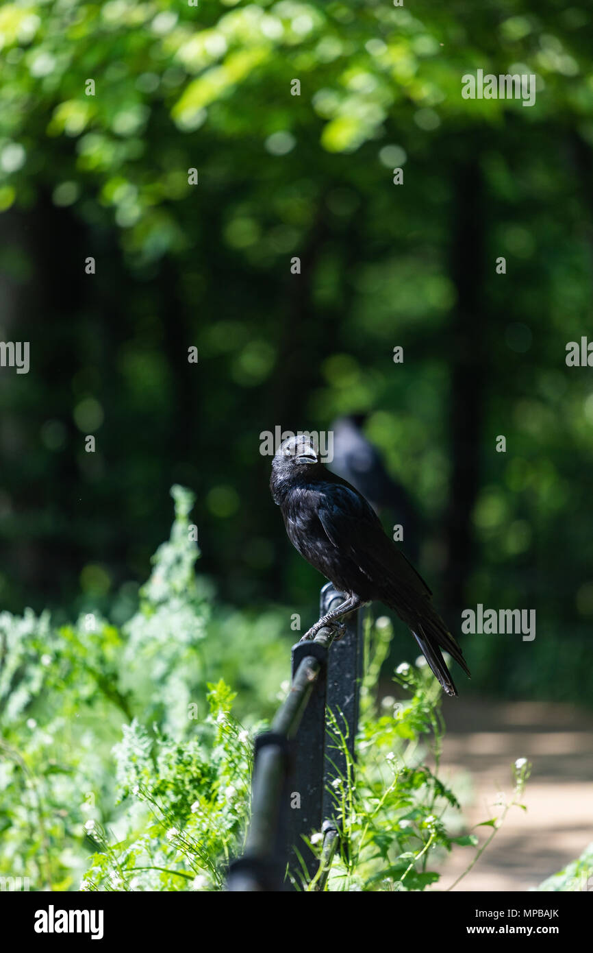 Black crow at Roundhay Park Stock Photo