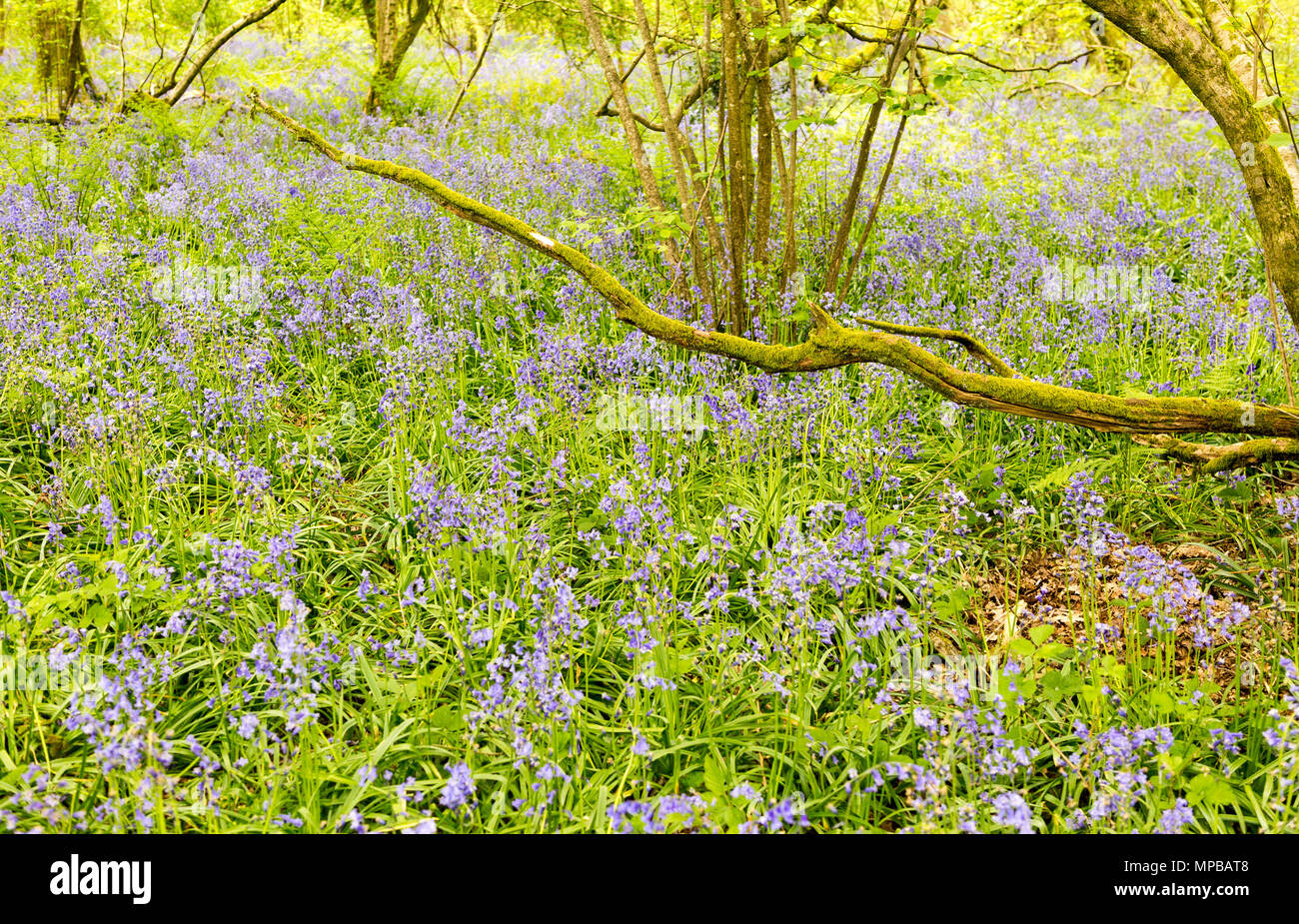 Gopher wood wiltshire hires stock photography and images Alamy