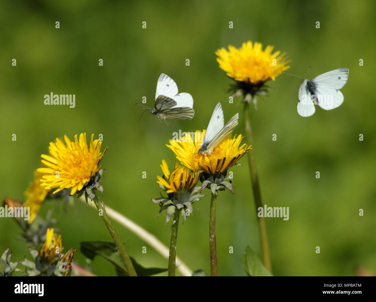 Green-veined White Butterflies in flight Stock Photo