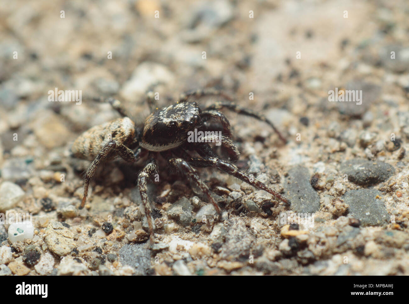 Zebra Jumping Spider Stock Photo Alamy