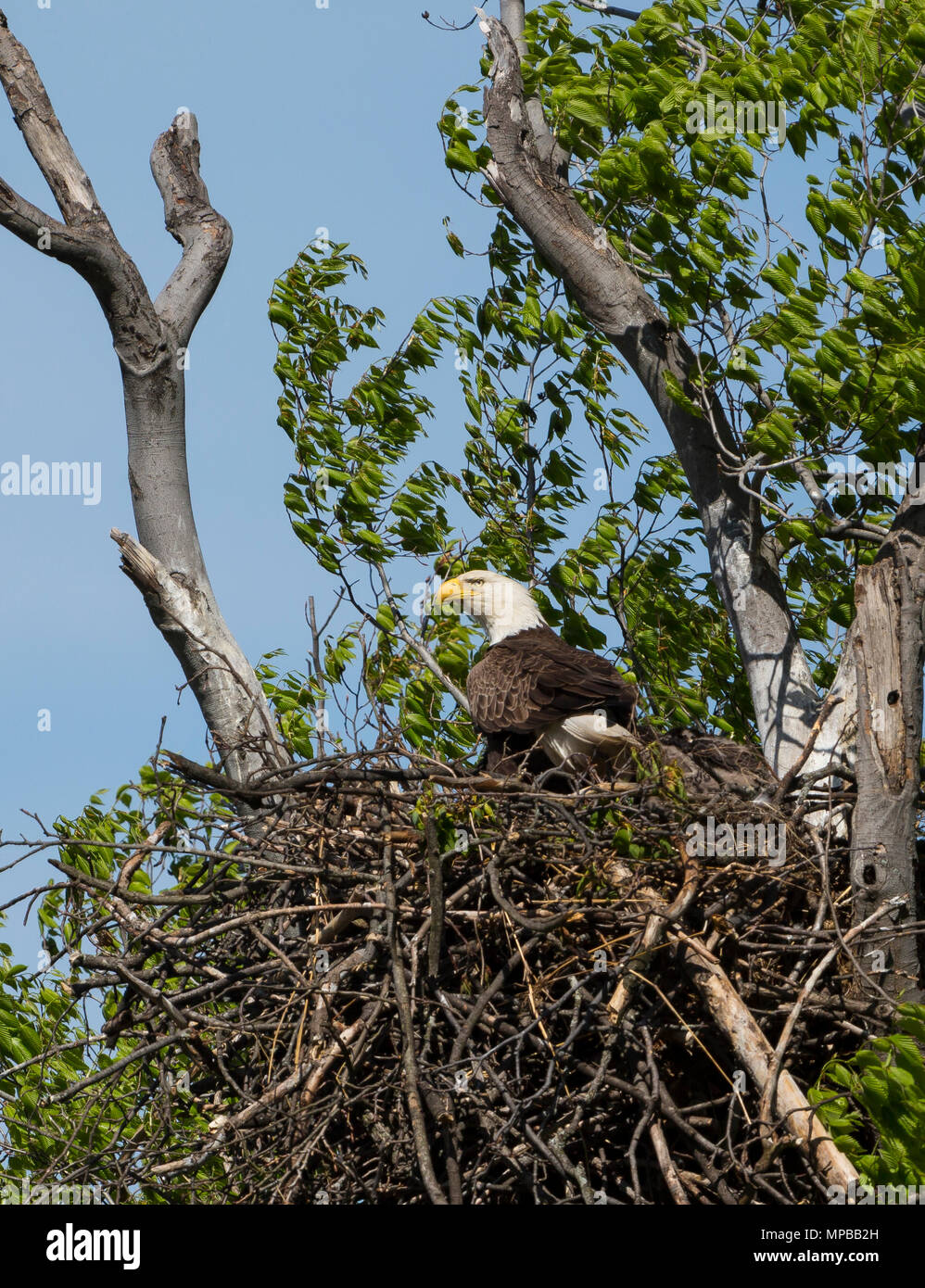 Bald eagle nest hires stock photography and images Alamy