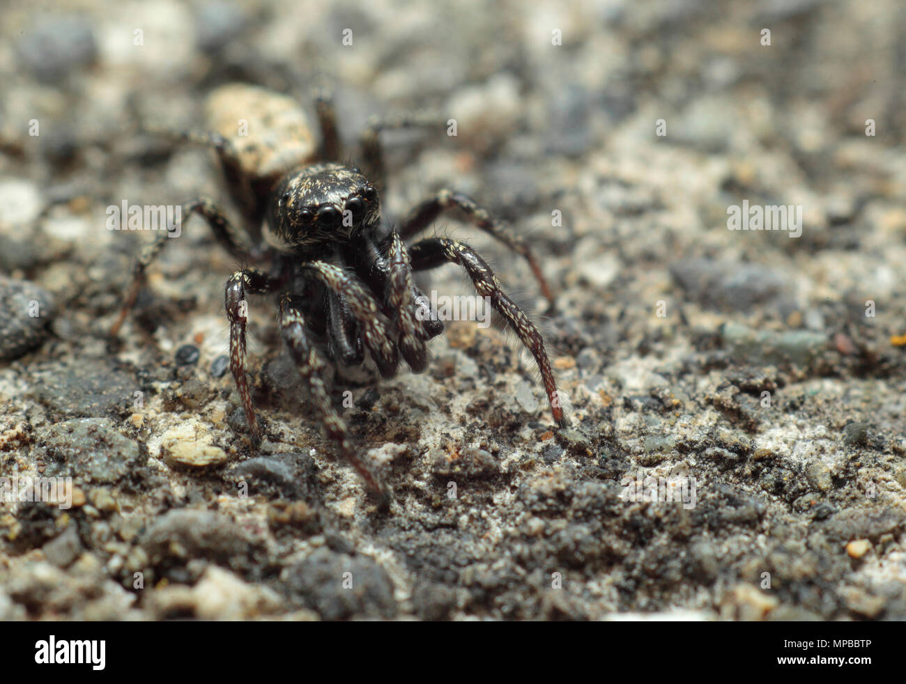 Zebra Jumping Spider Stock Photo Alamy