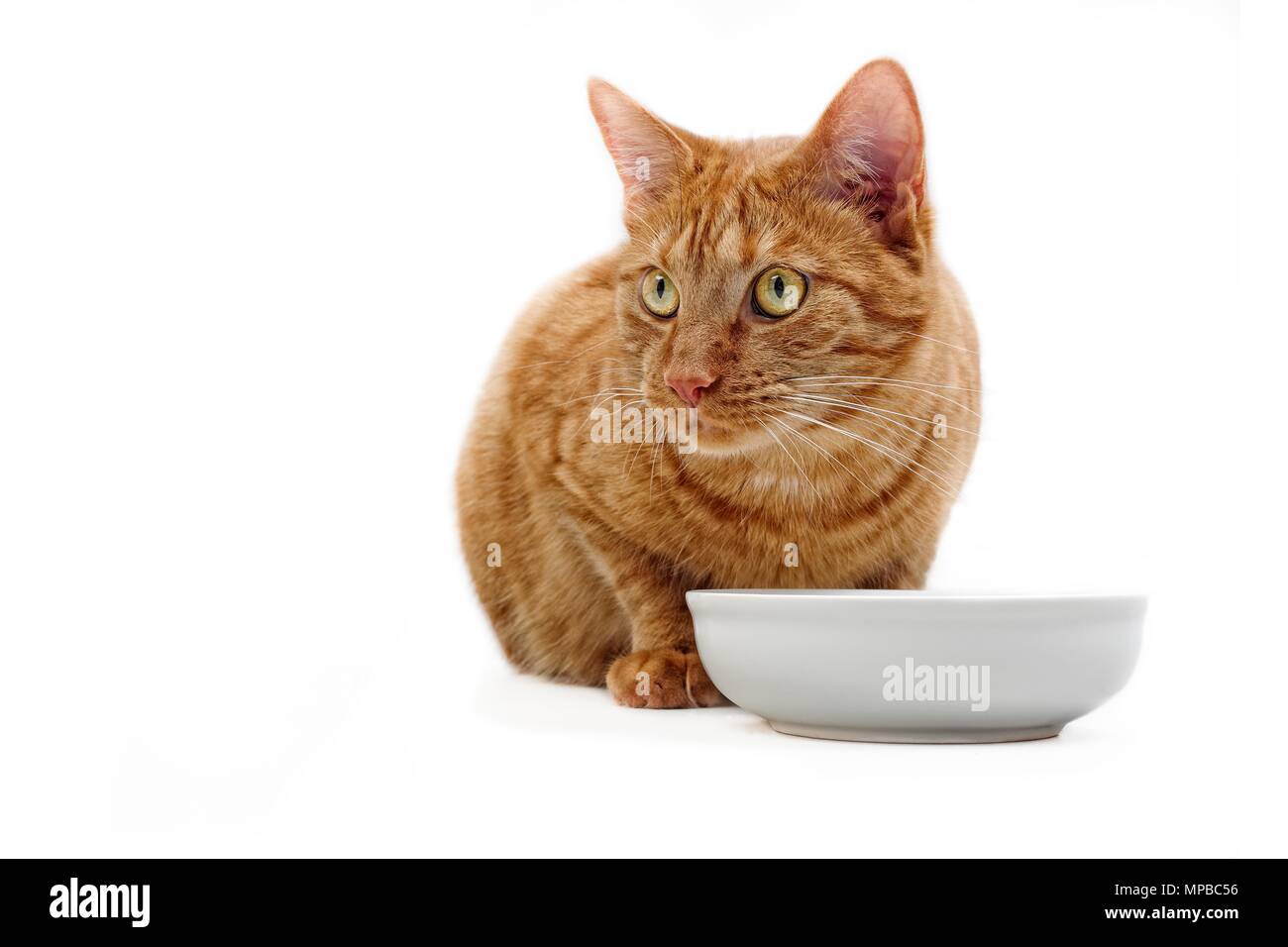 Ginger cat sitting beside a food bowl and looking sideways - Isloatede on white. Stock Photo