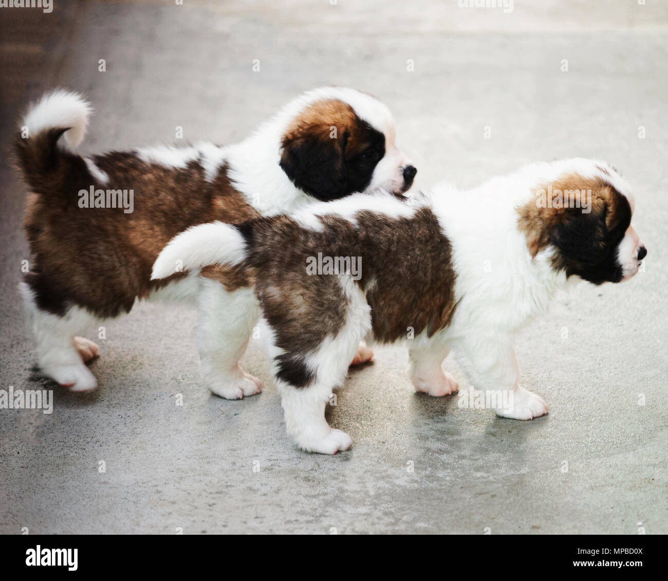 Saint hot sale bernard kennel