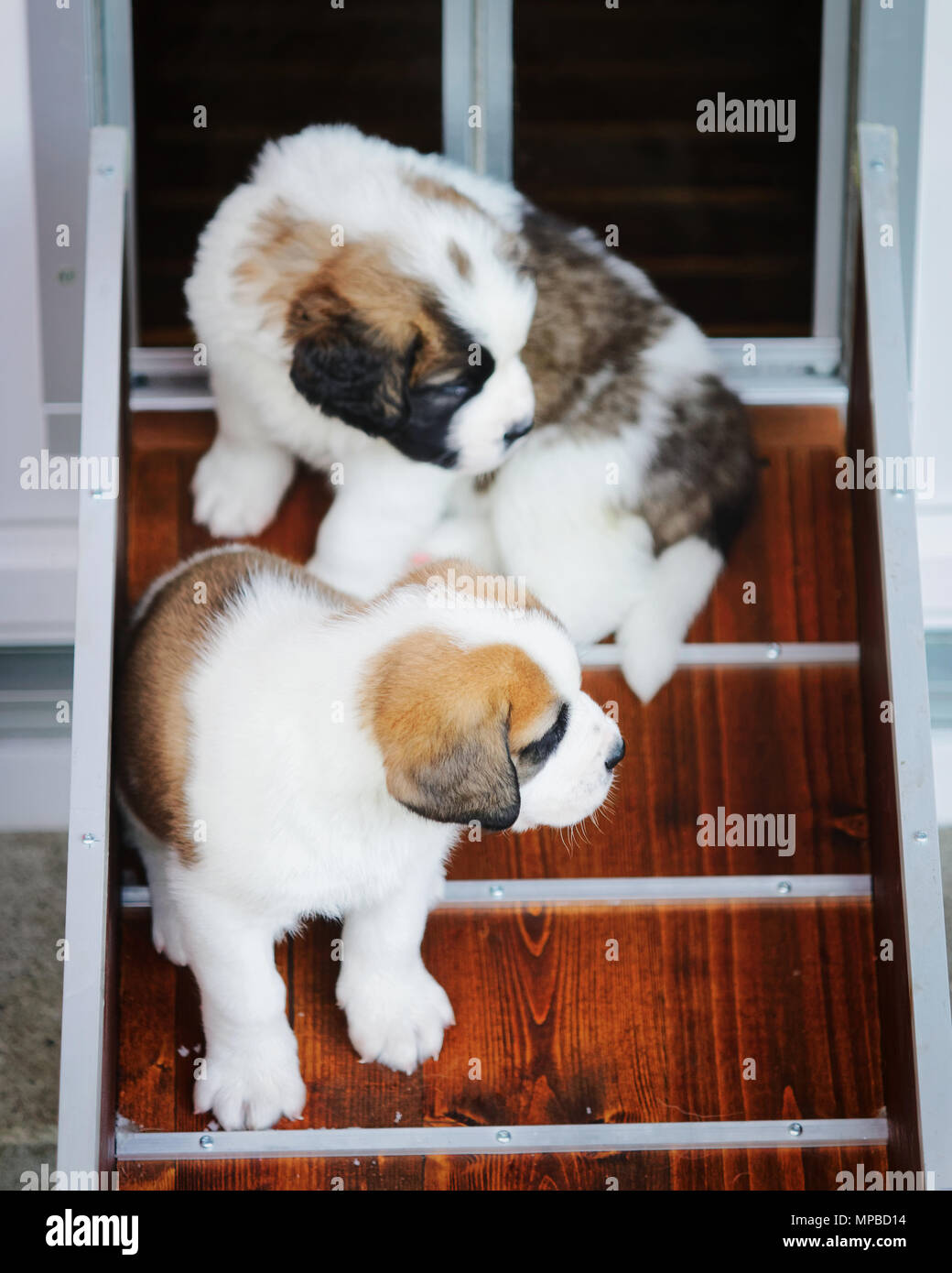 saint bernard kennel