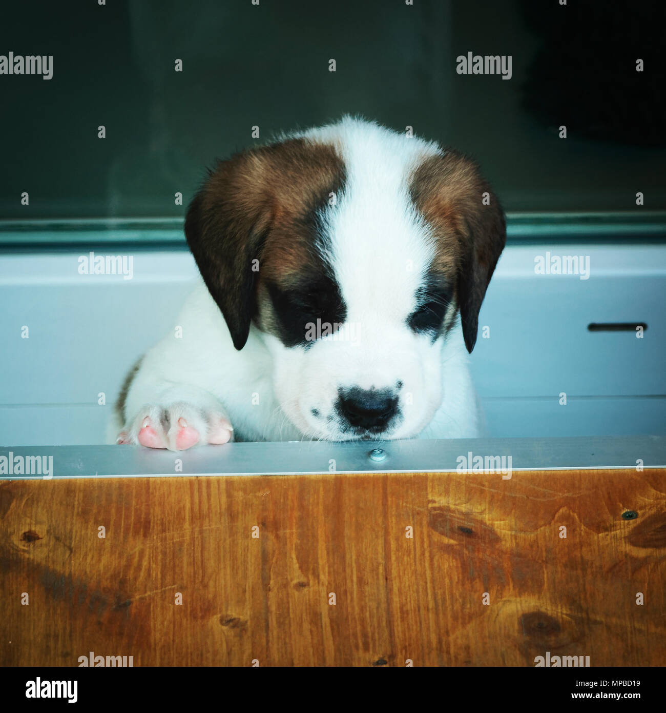 St. Bernard - a dog born in the Alps St. Bernard - a dog born in the Alps