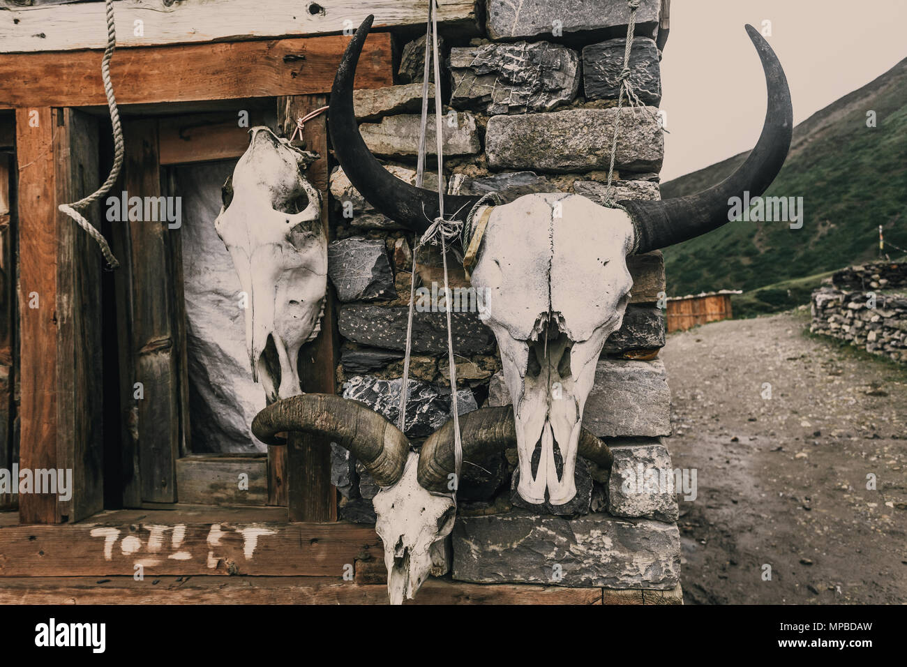 The big skulls of wild horned animals hanging up the stone wall of hunter hut. Perfect background for the different collages and illustrations in gothic, mysterious, fairy tale style. Stock Photo