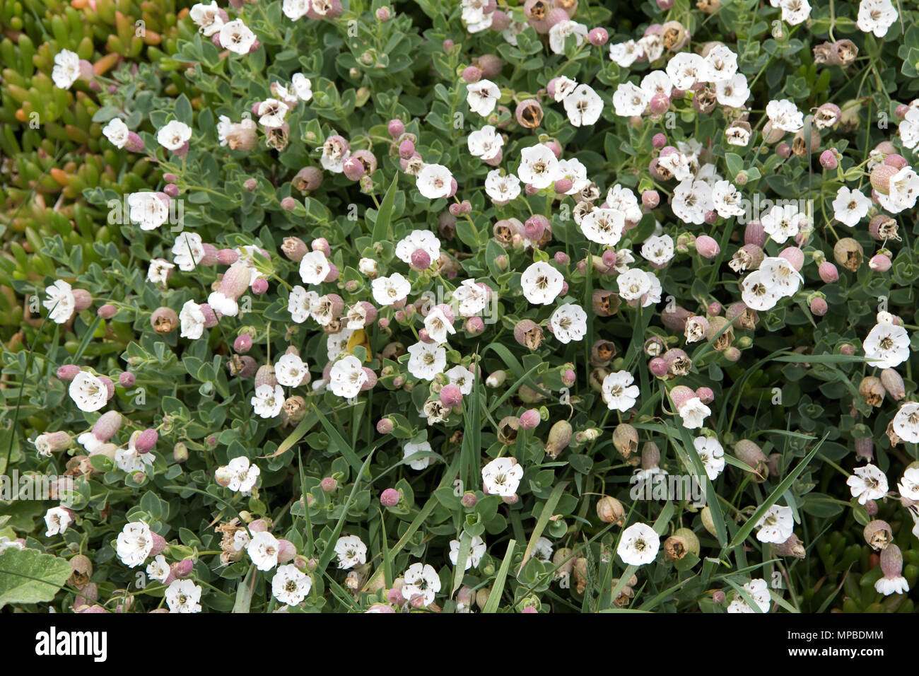Wild white campions - Silene latifolia Stock Photo