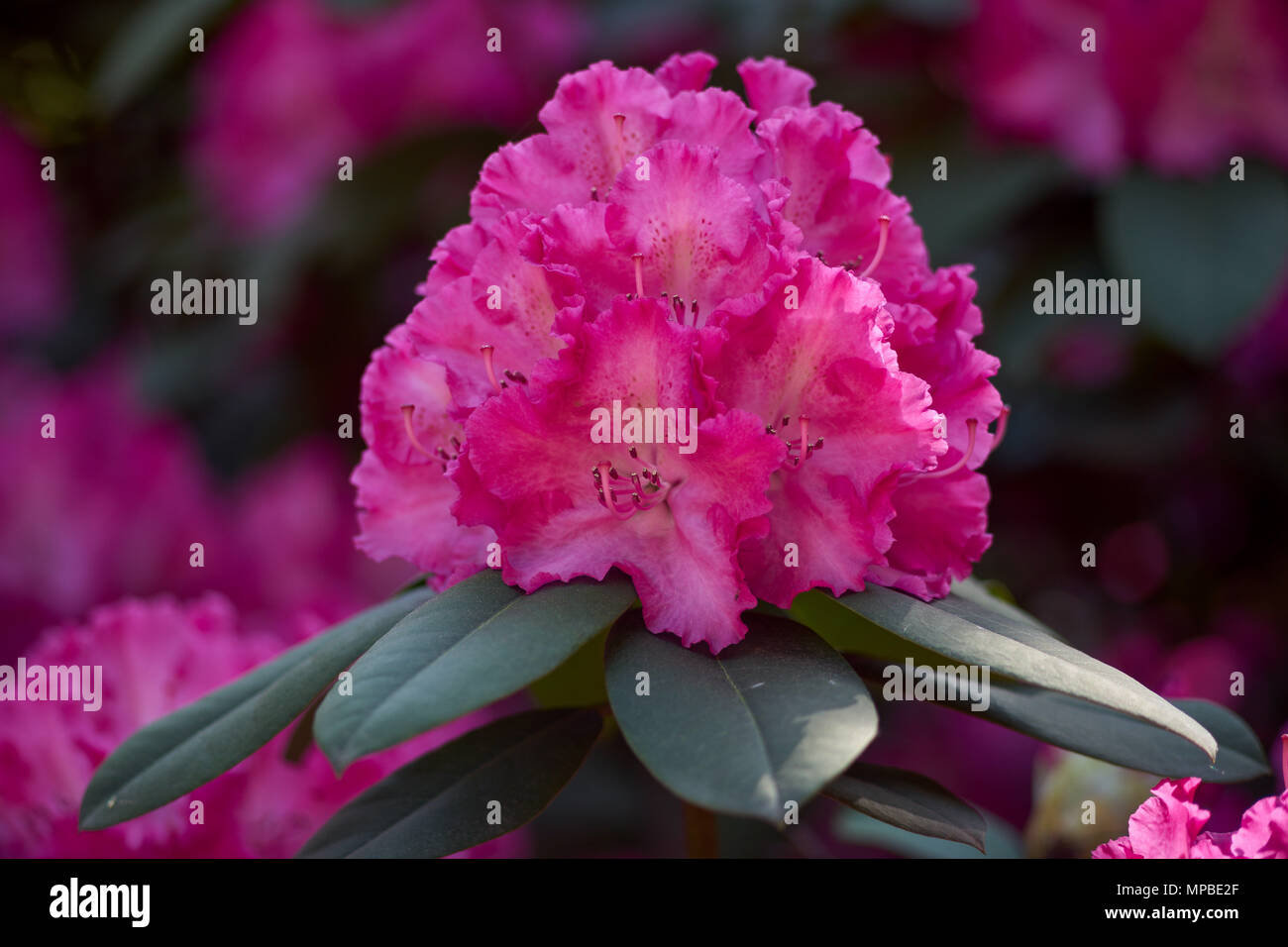 Rhododendron Germania pink blossom Lush rhododendron flowers close up Rhododendron blooming Rhododendron flowering spring Rhodendron blooms Stock Photo