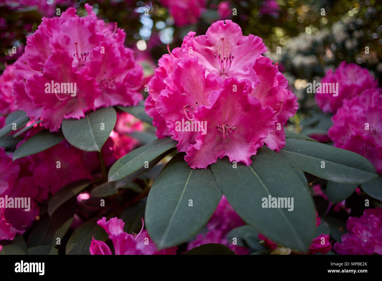 Rhododendron Germania pink blossom Lush rhododendron flowers close up Rhododendron blooming Rhododendron flowering spring Rhodendron blooms Stock Photo