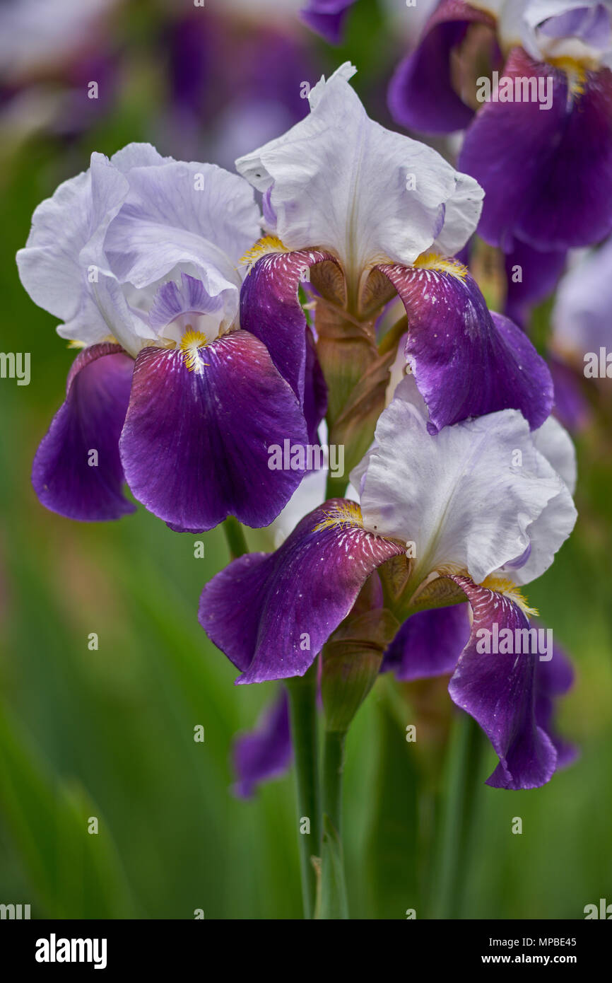 White violet Iris flower close up Iris blossom Iris blooming Colorful iris Lush blossoming iris Fancy iris flower Iris Toll gate Stock Photo