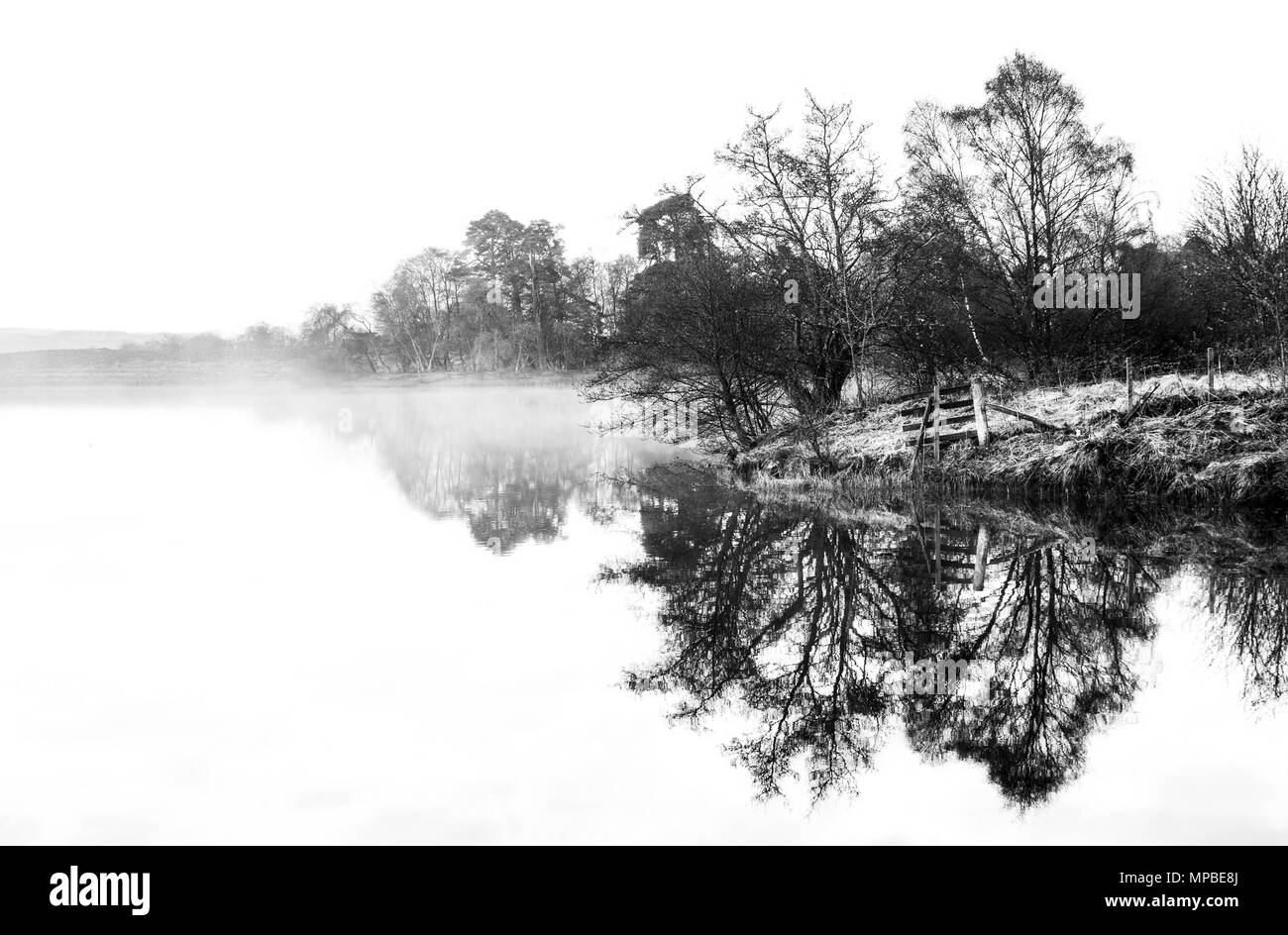 Black and white trees Stock Photo Alamy