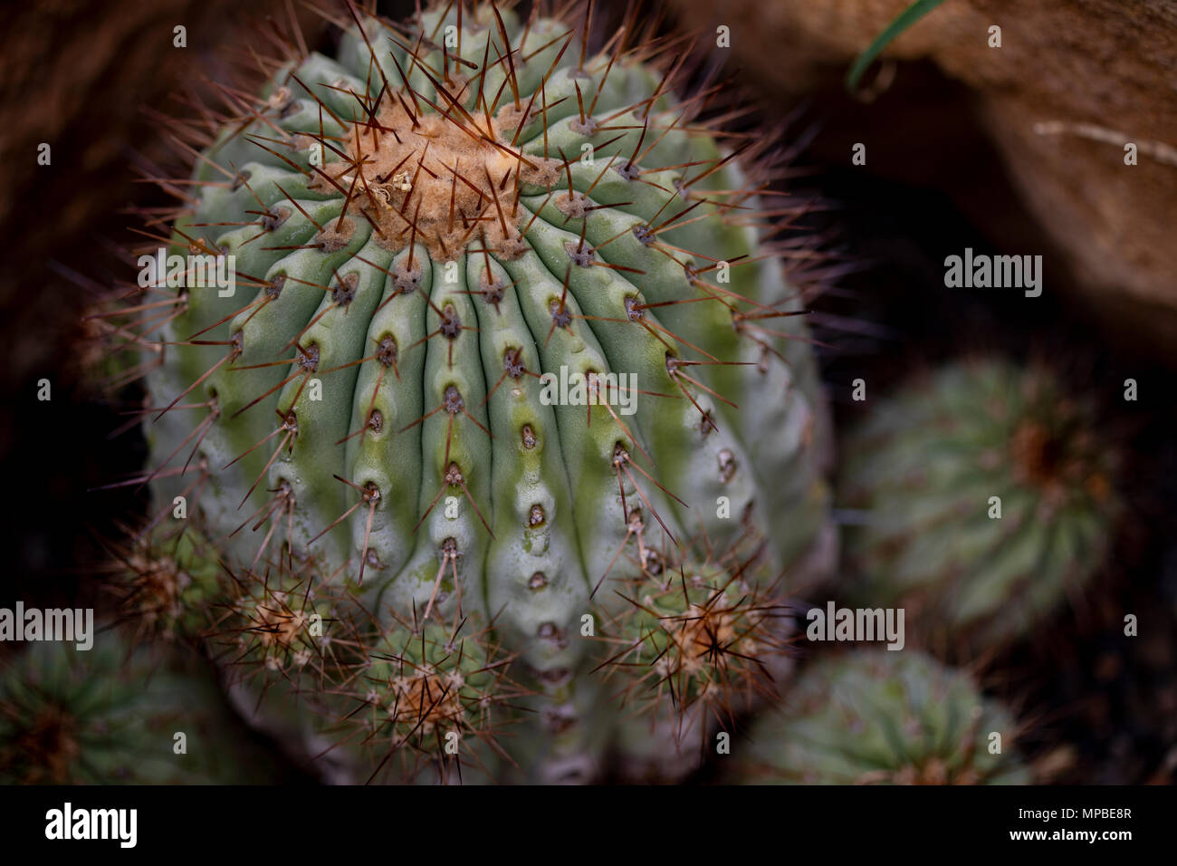 Closeup detail of cactus Copiapoa cinerea Stock Photo