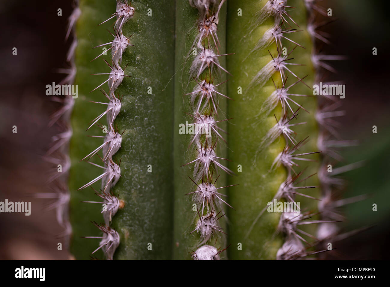 Closeup detail of the cactus Pilocereus leucocephalus Stock Photo