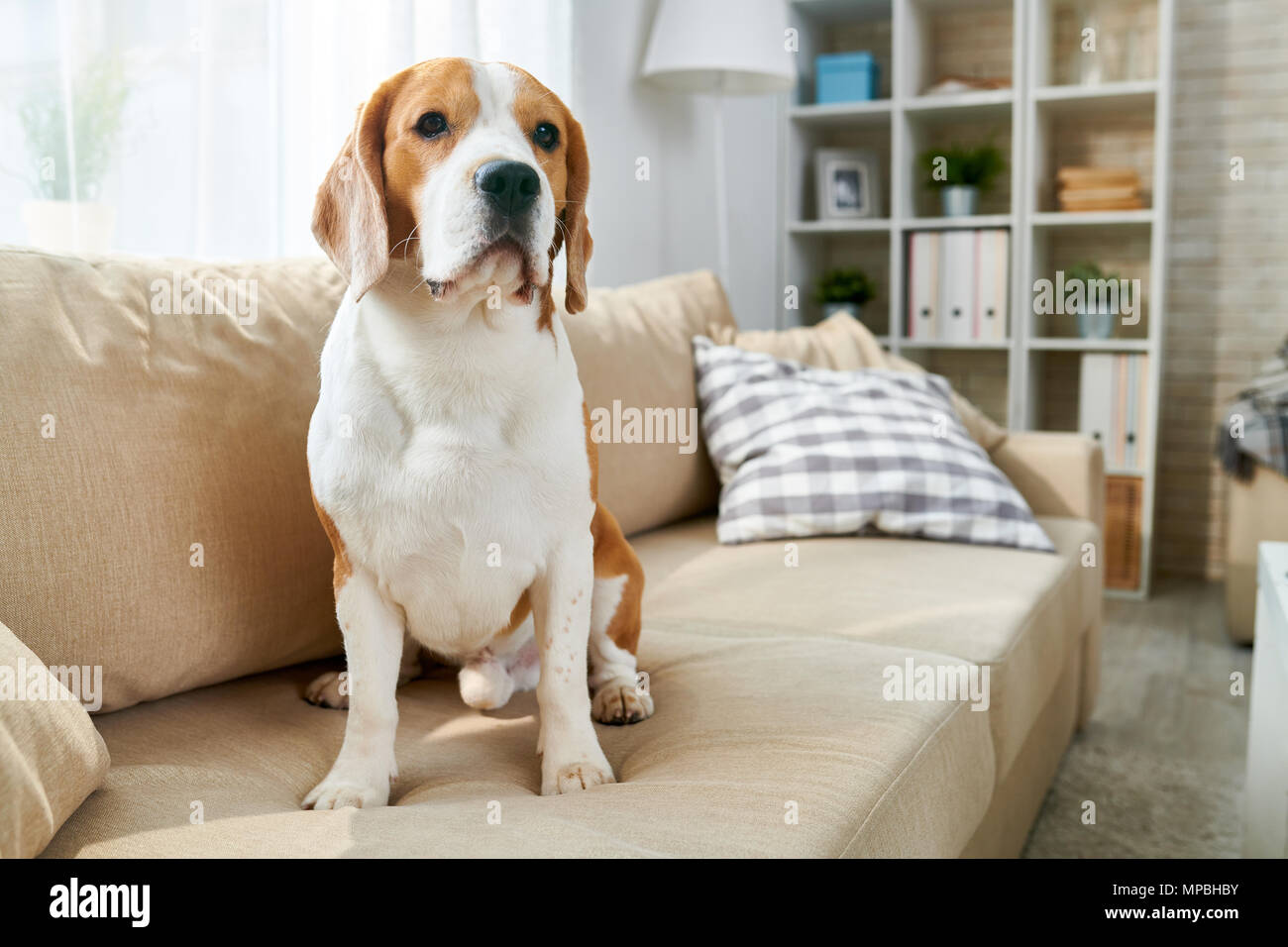 Pet Dog Sitting on Sofa Stock Photo - Alamy