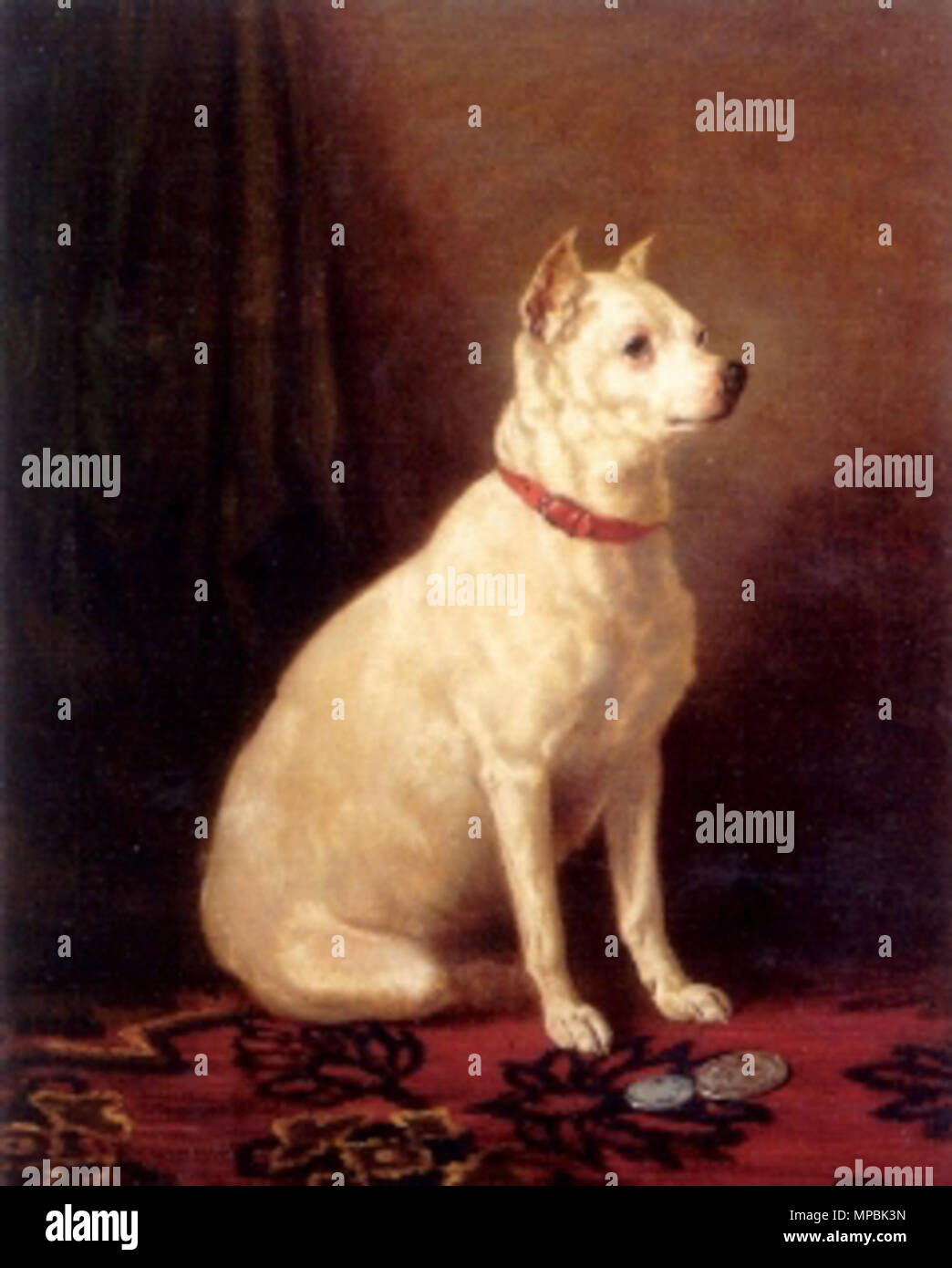English white terrier hi res stock photography and images Alamy