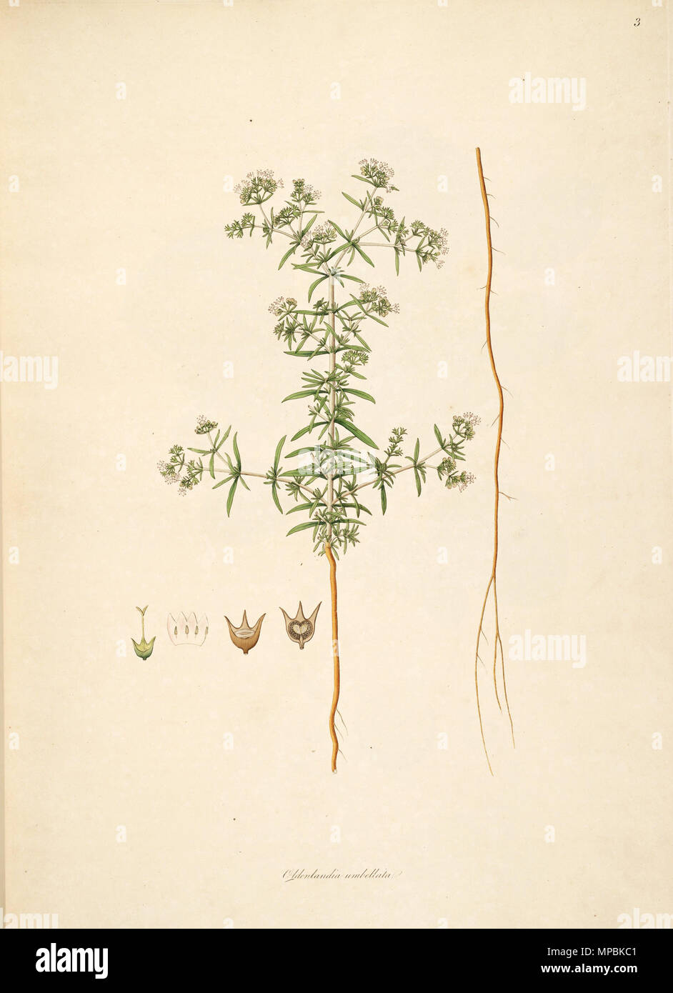 . Illustration of Oldenlandia umbellata, Rubiaceae . 1795. Anonymus 941 Oldenlandia umbellata CoromandelCoast 1-003 Stock Photo