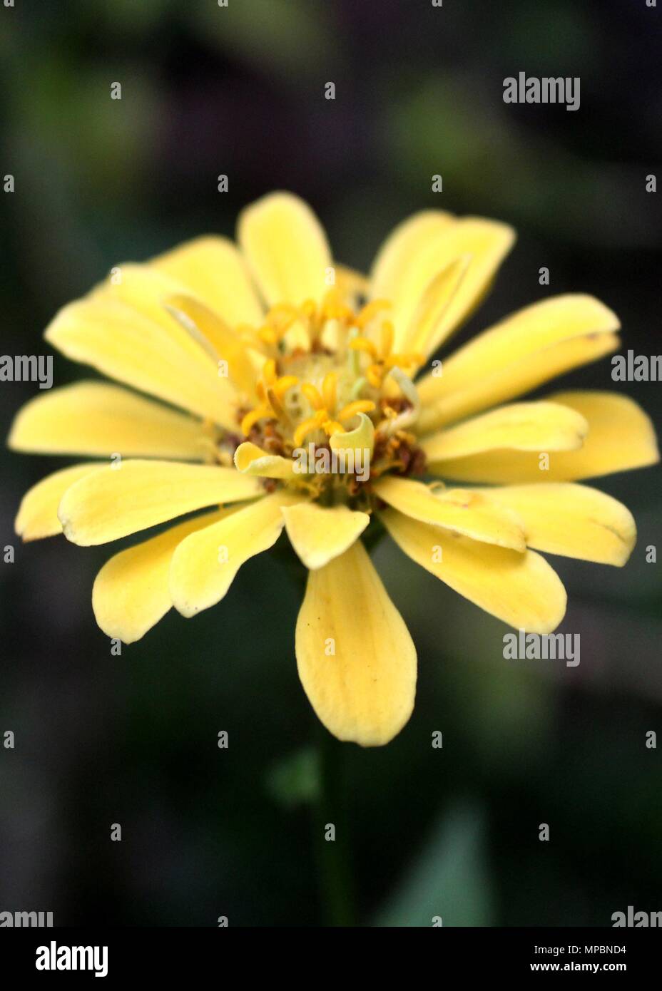 Beautiful Yellow Red Color Zinnia Flowers Seen In A Home Garden In Sri Lanka Stock Photo Alamy