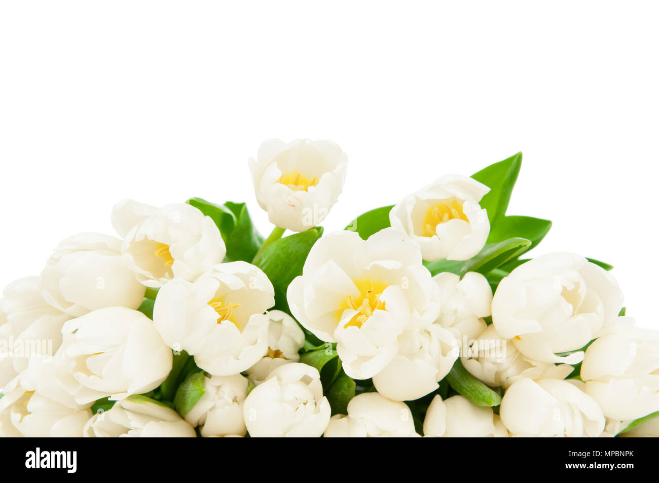 Photo of tulips isolated on white background Stock Photo - Alamy