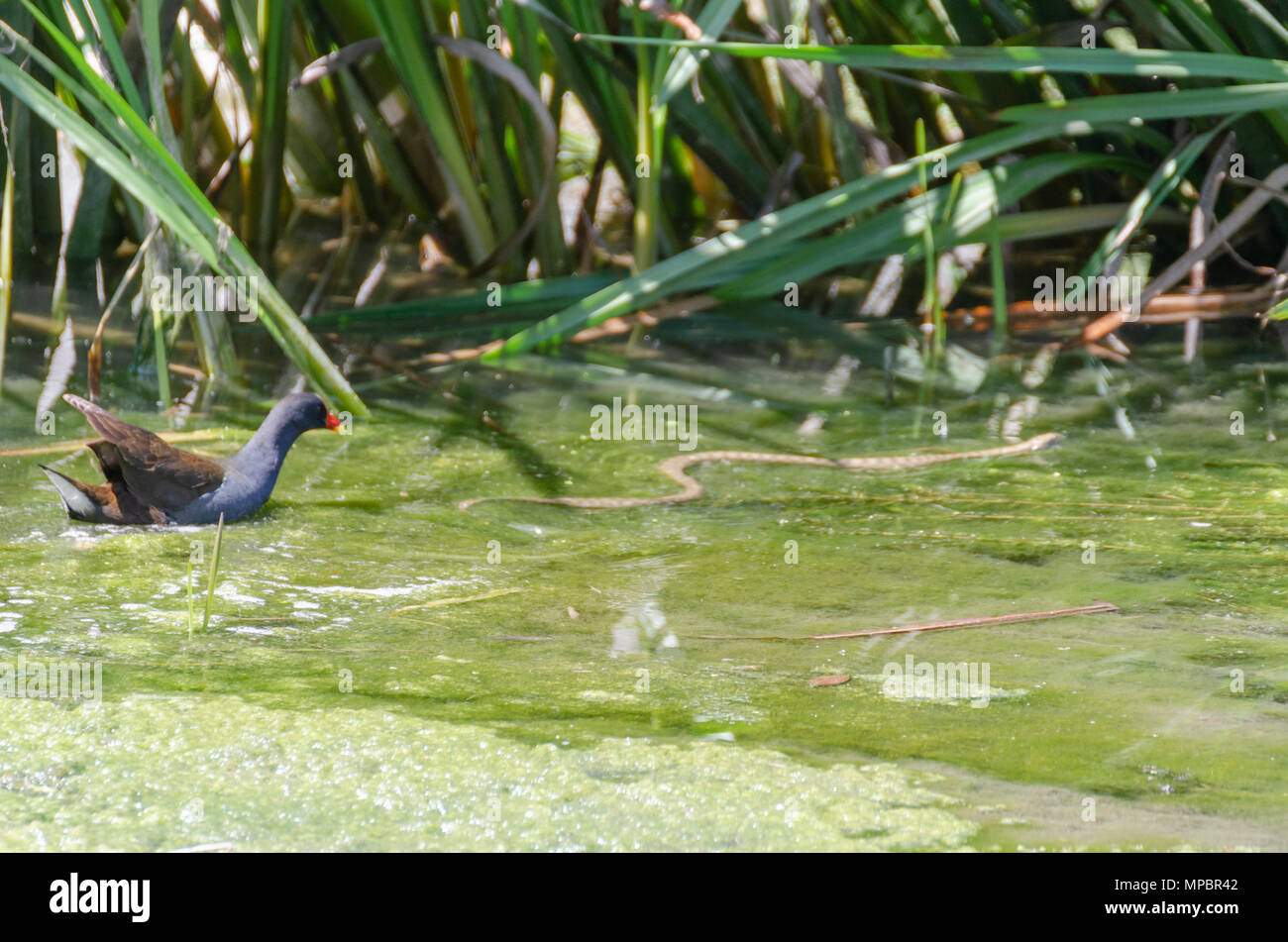 Common moorhen is swiming in the stream. Cute colorful waterbird. Bird in wildlife.It is  encounters with water snake and water snakes flee. Stock Photo