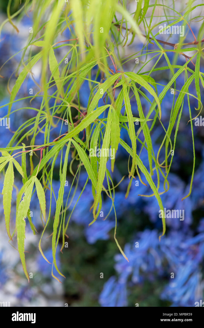 Acer palmatum ‘Koto no ito’. Japanese maple ‘Koto no ito’ tree leaves in May at a flower show. UK Stock Photo