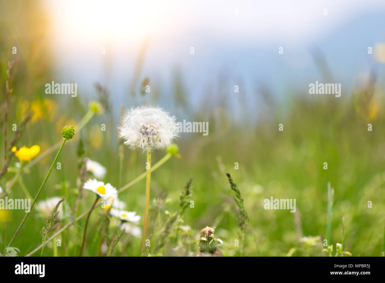 Dandelion meadow in spring hi-res stock photography and images - Alamy