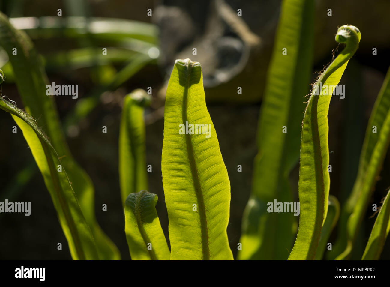 Wild hart's-tongue fern Asplenium scolopendrium frond backlit revealing fine hairs, sori, strands and developing spores tip curled back like cobra Stock Photo
