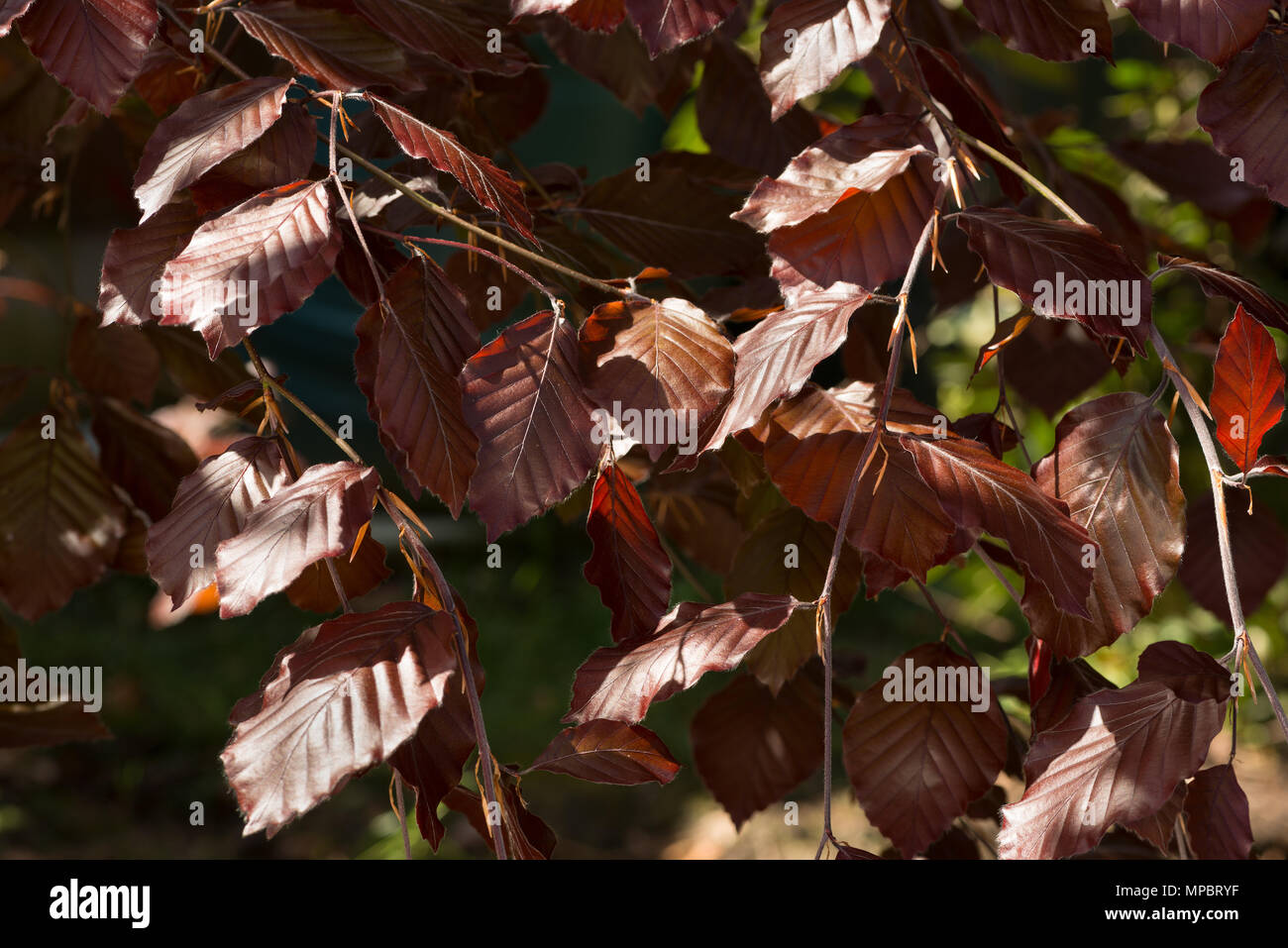 New Spring leaves of weeping purple beech tree look very different when backlit, glow with a deep red colour, Fagus sylvatica, Purple Fountain Stock Photo
