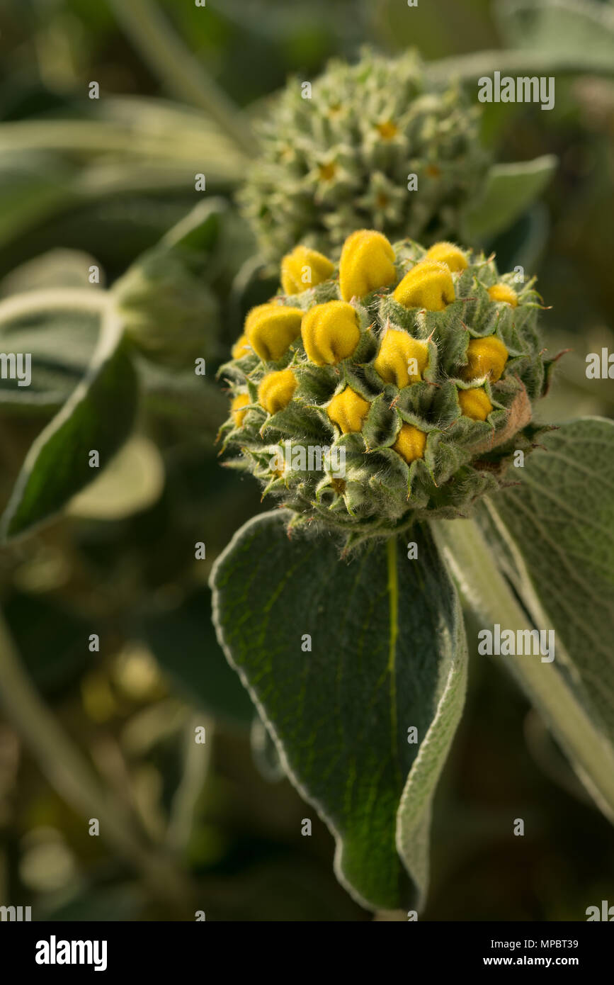 A Mediterranean shrub with bold grey leaves Jerusalem sage, Phlomis fruticosa, with young flower heads of varying degree of bloom architectural stems Stock Photo