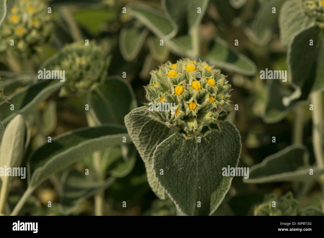A Mediterranean shrub with bold grey leaves Jerusalem sage, Phlomis fruticosa, with young flower heads of varying degree of bloom architectural stems Stock Photo
