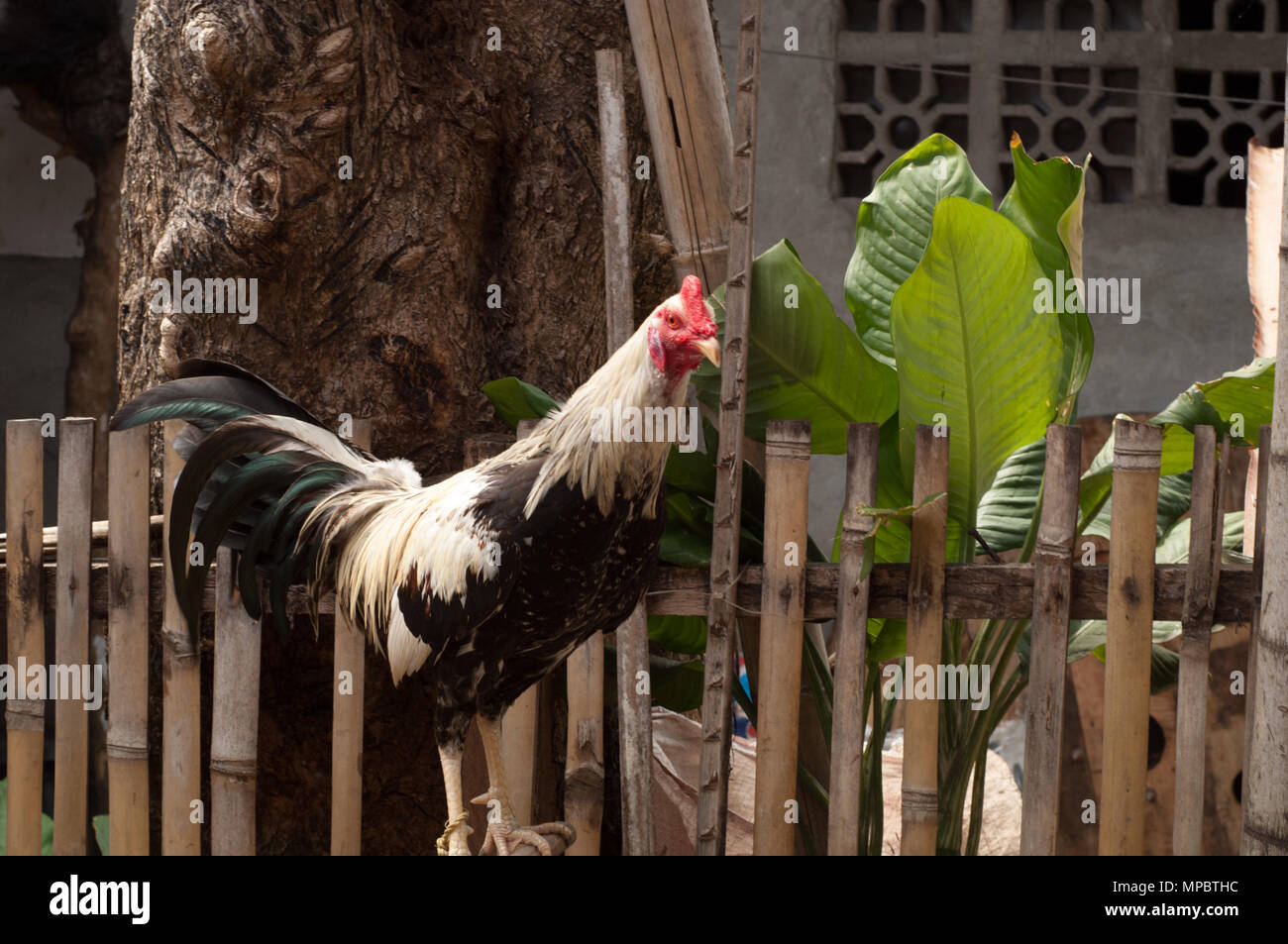 Little rooster Stock Photo