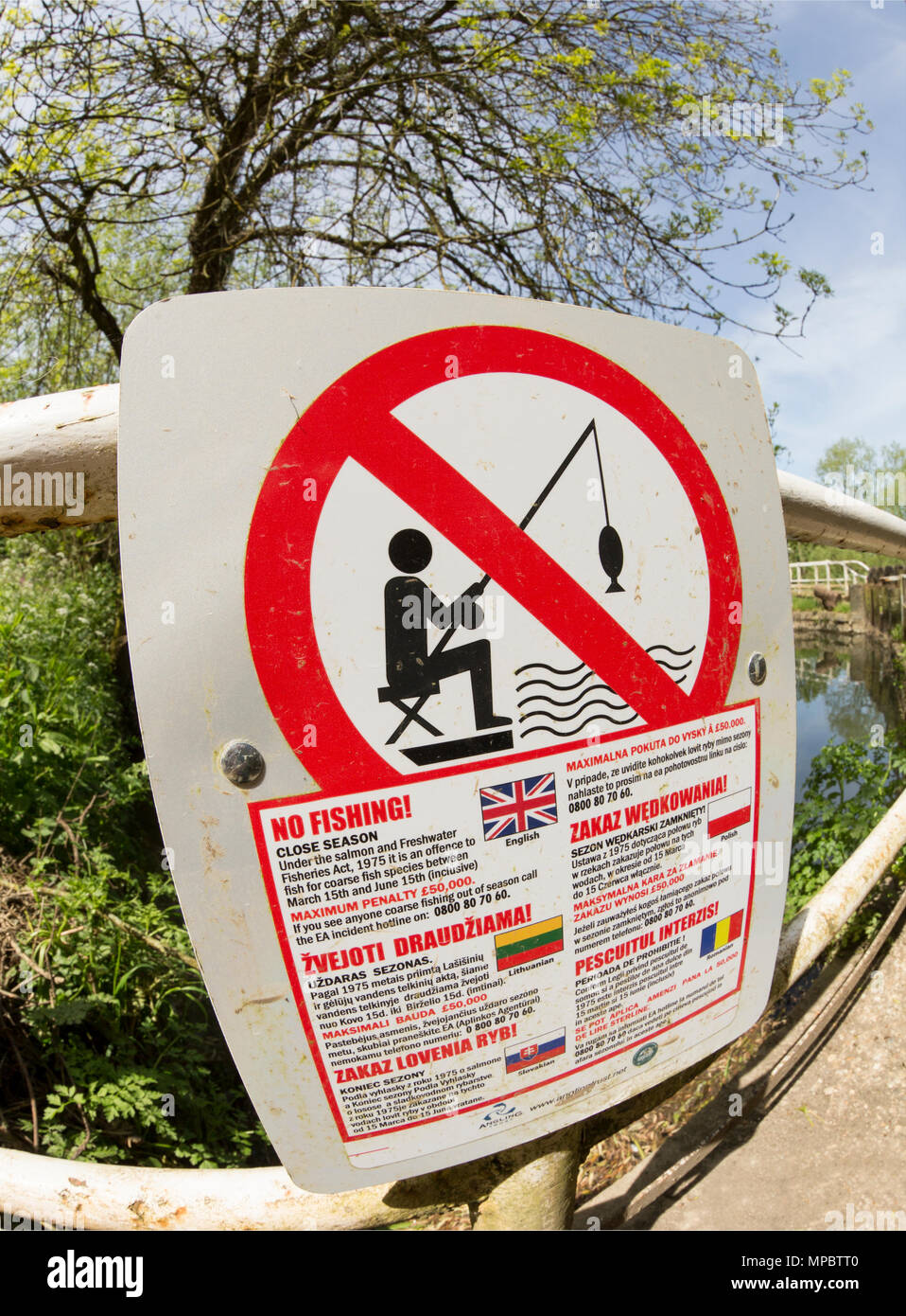 A sign in several languages on the Dorset Stour River warning that coarse fishing is not allowed during the closed season that runs from March 15 to J Stock Photo