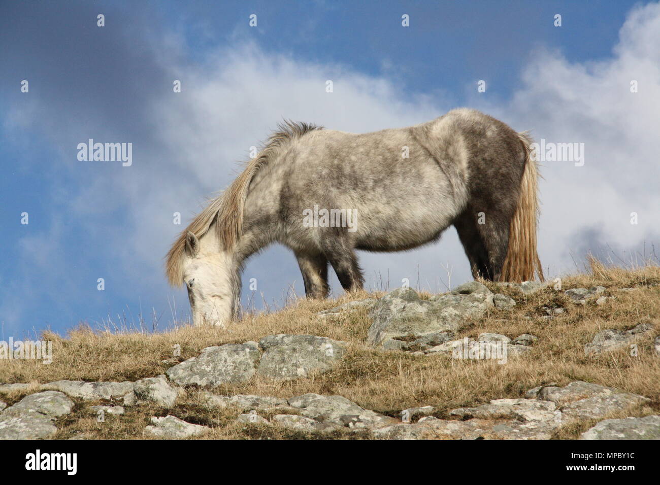 A wild Eriskay pony grazes on Eriskay, South Uist, Outer Hebrides. Stock Photo