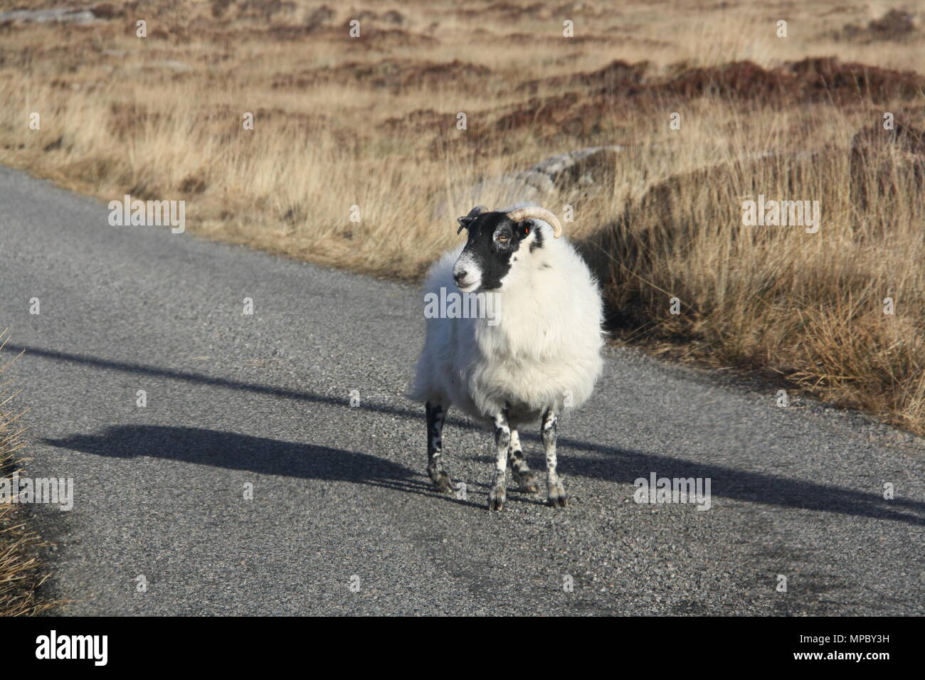 A free to roam sheep blocks the road to Luskentyre, Isle of Harris, Scotland. Stock Photo