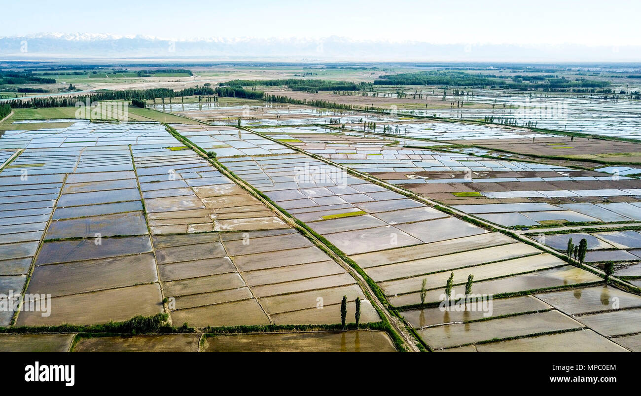 Ili. 21st May, 2018. Aerial photo taken on May 21, 2018 shows paddy fields in Chapchal Sibo Autonomous County under Ili Kazakh Autonomous Prefecture, northwest China's Xinjiang Uygur Autonomous Region. Credit: Hu Huhu/Xinhua/Alamy Live News Stock Photo