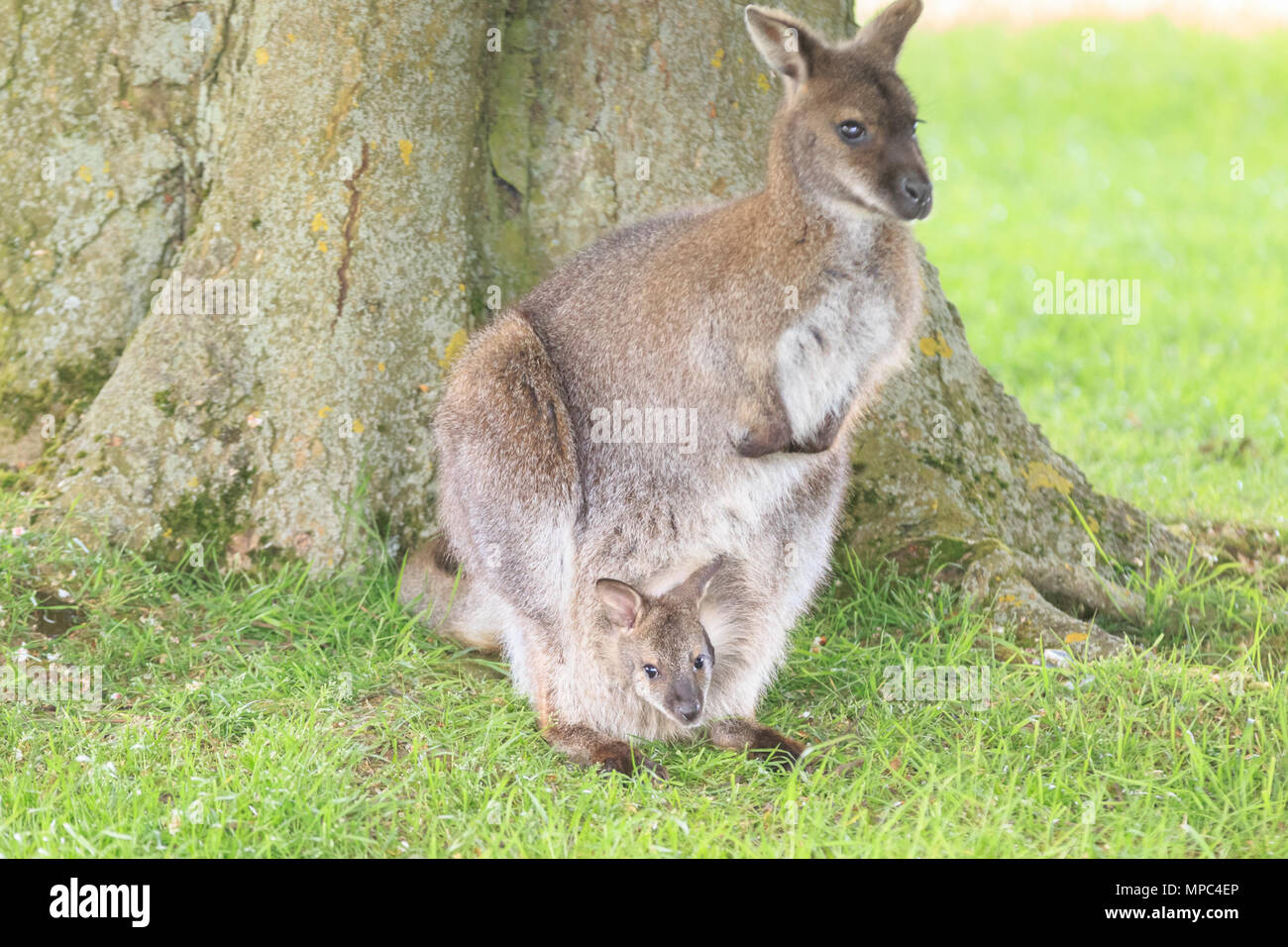 Wallaby in captivity hires stock photography and images Alamy