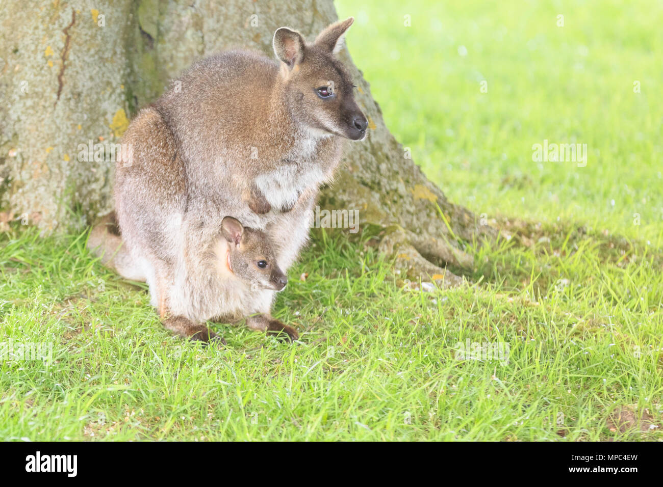 ZSL Whipsnade, Bedfordshire, 22nd May 2018. A baby wallaby, known as a joey, peeks out of its protective mum's pouch, then ventures out for some exploration on a warm and sunny afternoon at ZSL Whipsnade Zoo in Befordshire. Whipsade has a large resident group of Bennett’s Wallabies (Macropus rufogriseus), also called red necked wallabies. Joeys remain in their mum's pouch for nine month after birth, before starting to venture out into the world, but often skipping back to safety in the pouch. Credit: Imageplotter News and Sports/Alamy Live News Stock Photo