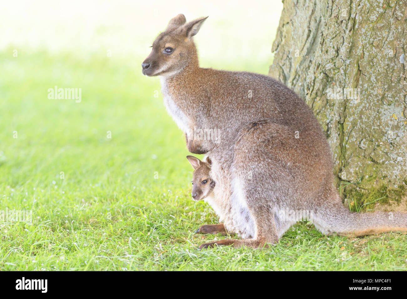 ZSL Whipsnade, Bedfordshire, 22nd May 2018. A baby wallaby, known as a joey, peeks out of its protective mum's pouch, then ventures out for some exploration on a warm and sunny afternoon at ZSL Whipsnade Zoo in Befordshire. Whipsade has a large resident group of Bennett’s Wallabies (Macropus rufogriseus), also called red necked wallabies. Joeys remain in their mum's pouch for nine month after birth, before starting to venture out into the world, but often skipping back to safety in the pouch. Credit: Imageplotter News and Sports/Alamy Live News Stock Photo