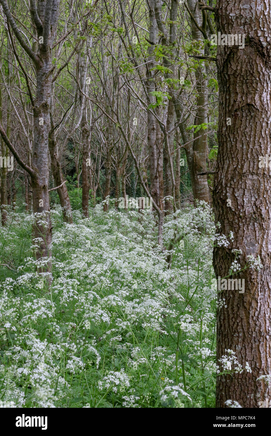 Belvoir Forest, Belfast, Northern Ireland. 22 May 2018. UK weather - after a grey morning and early afternoon, the sun eventually broke through the clouds to set up a bright finish to the day. The spring vegetation stands out in Belvoir Park Forest. Credit: David Hunter/Alamy Live News. Stock Photo