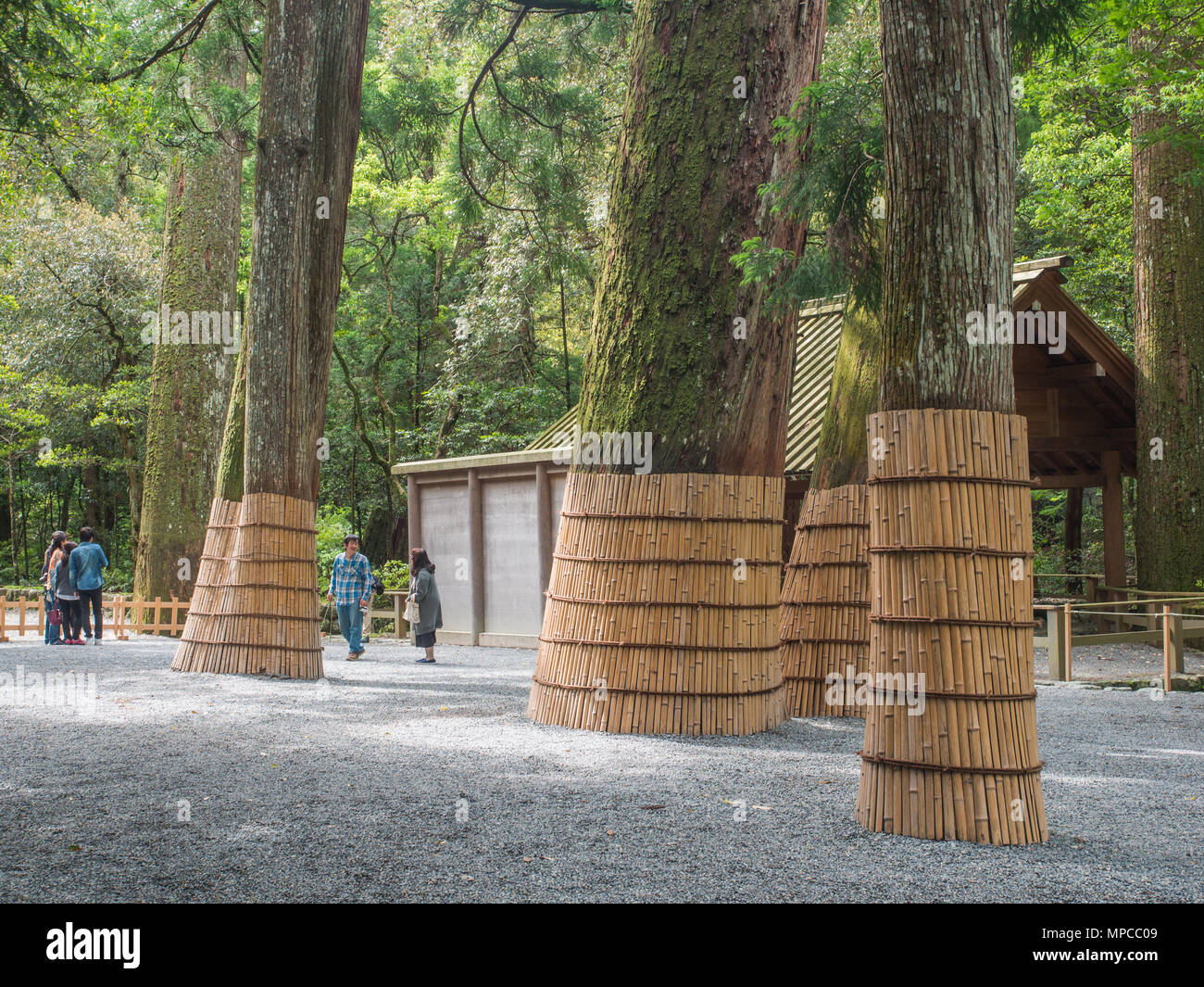 Sacred sugi trees protected  by bamboo skirts, Naiku, Ise Jingu, Mie, Japan Stock Photo