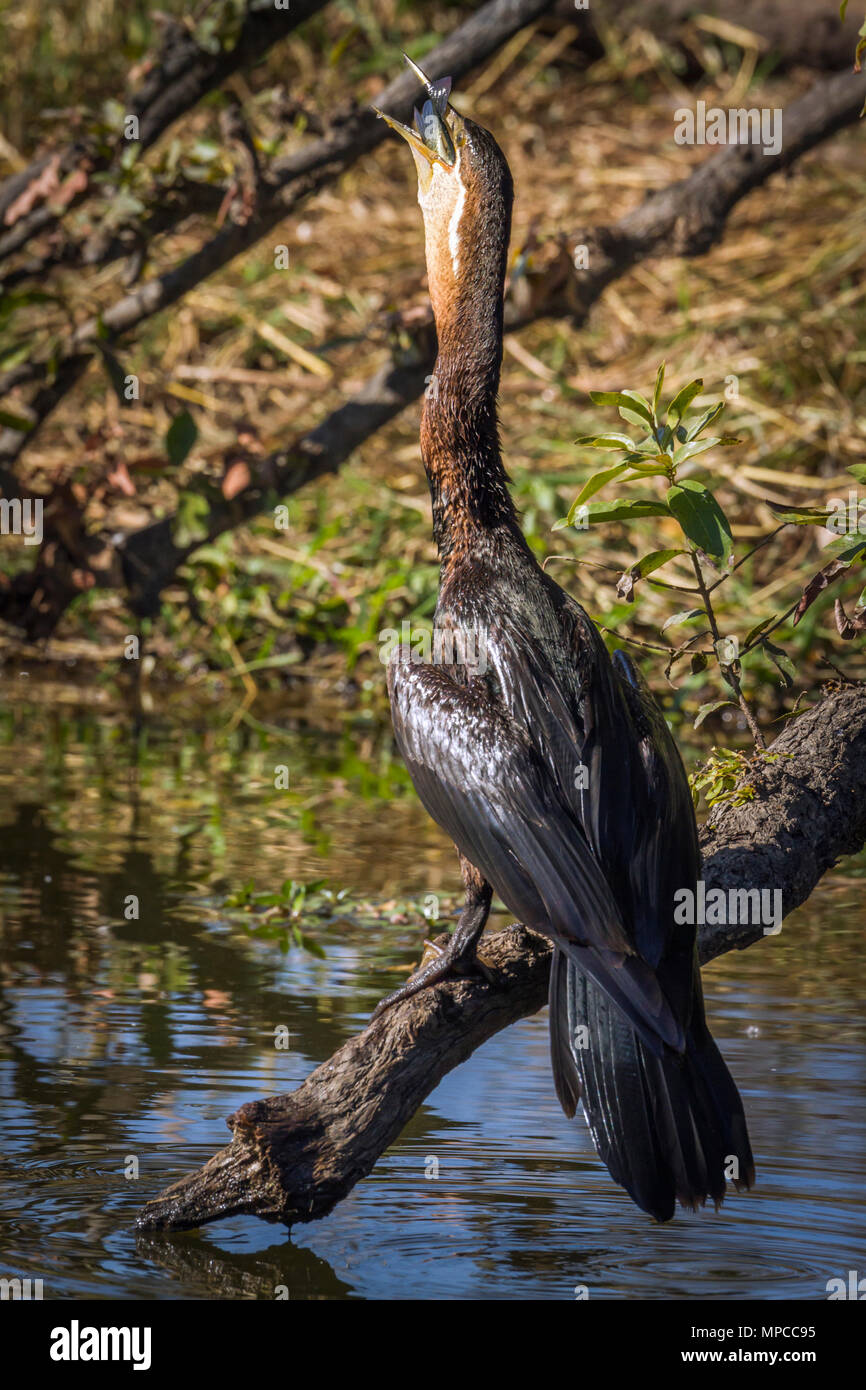 African darter in Kruger national park, South Africa ; Specie Anhinga rufa family of Anhingidae Stock Photo