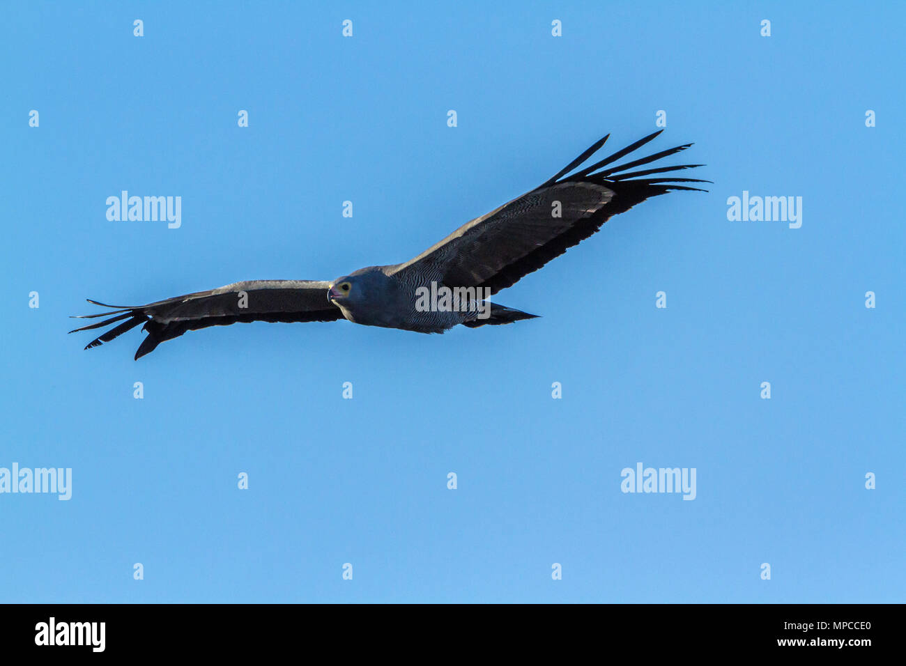 African harrier hawk hi-res stock photography and images - Alamy