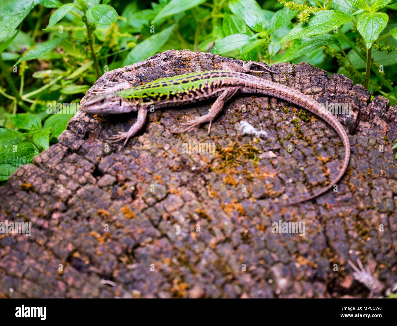 Lizard In Rome lizard on a tree trunk sunbathing Rome Stock Photo - Alamy