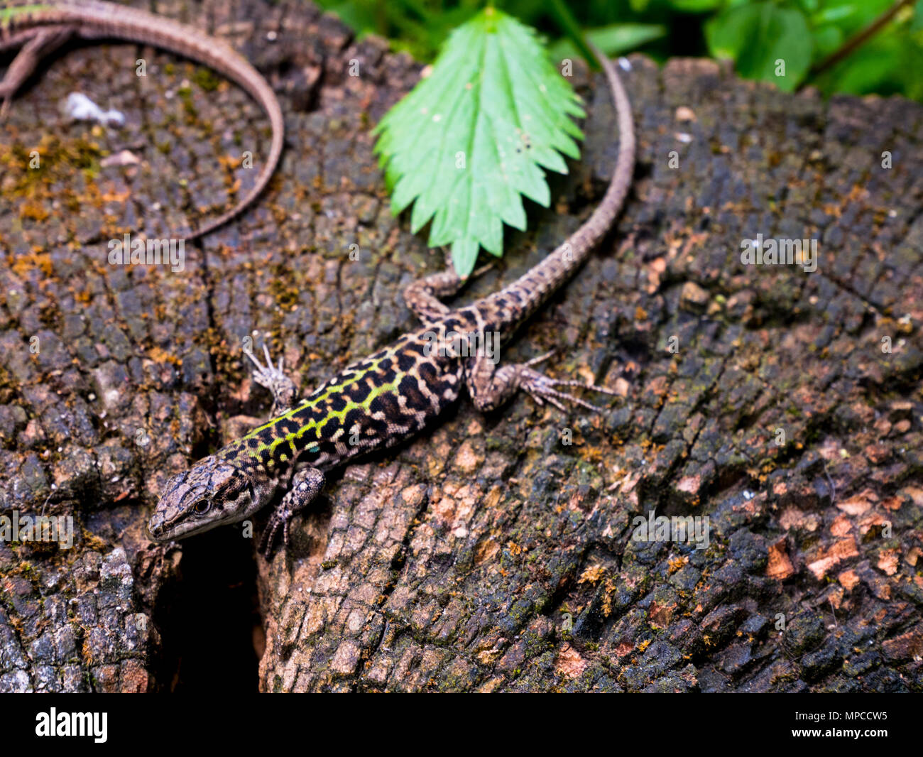 Lizard In Rome lizard on a tree trunk sunbathing Rome Stock Photo - Alamy